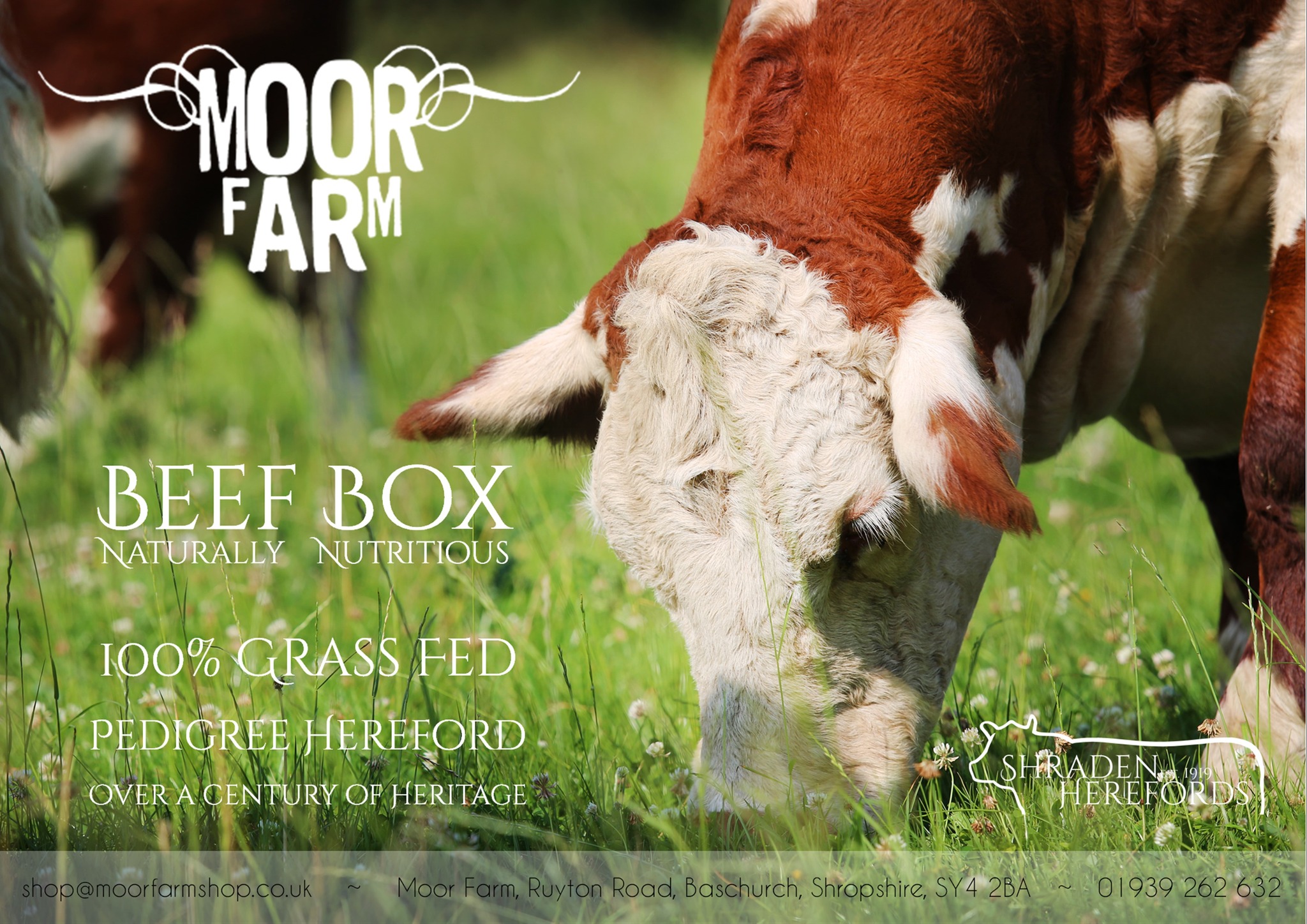 MOOR FARM BEEF BOXES
Each box contains: Steaks ~ Best & Slow Roasting Joints ~ Stew ~ Mince ~ Burgers
SMALL BEEF BOX: 62 portions* average portion cost £2.42 (freezer space requirement - 4 loaves of bread).
£125
MEDIUM BEEF BOX: 125 portions* average portion cost £2.20 (freezer space requirement- 6 loaves of bread).
£275
LARGE BEEF BOX: 250 portions* - average portion cost £2.10 (freezer space requirement- 8 loaves of bread).
£525
*A portion is 160g (the weight of a Moor Farm Burger).
#regenerativefarming #herefordbeef #grassfed #grassfedbeef #Telford #Oswestry #shrewsbury #herefordbeefuk #sustainablebeef #britishbeef