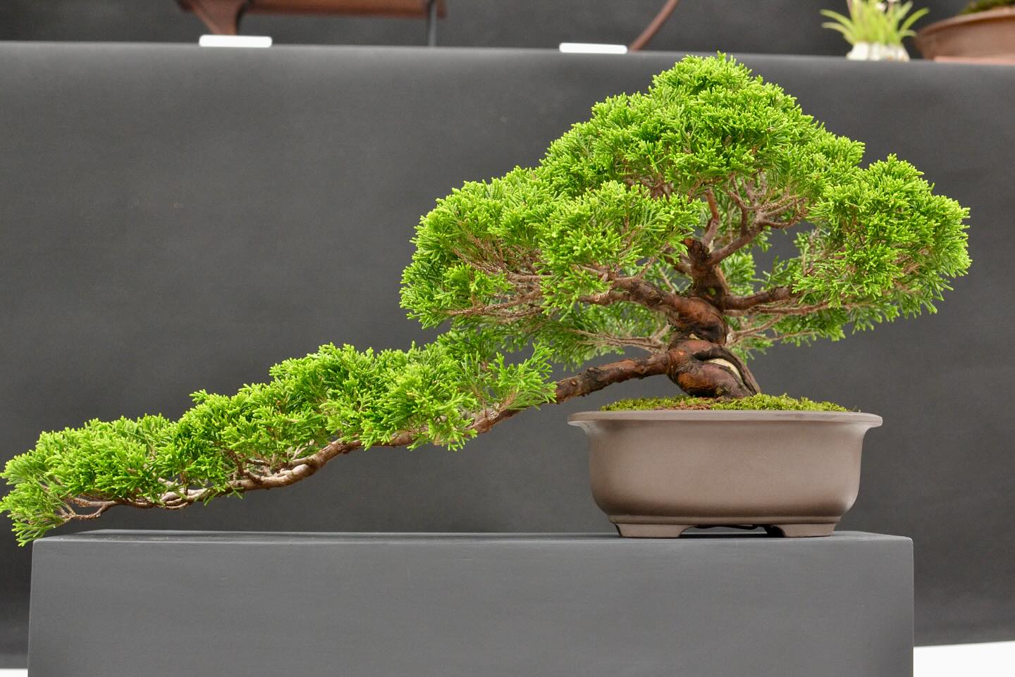 Chinese juniper 40+ yrs #chinesejuniper #bonsaïtree #bonsaistyles