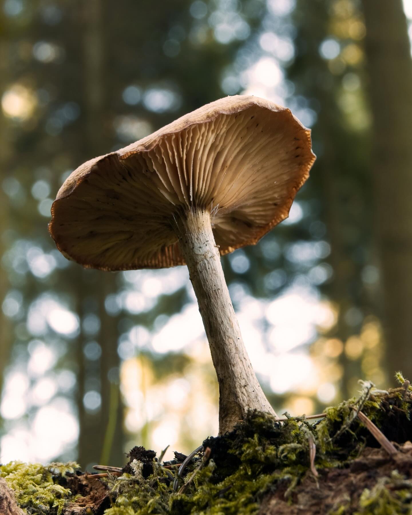 Découvrez Chapeau les Bois, un producteur, distributeur et transformateur passionné. Sous la direction de François-Xavier Fauck, un expert aux connaissances remarquables en produits de la forêt, en cueillette sauvage et surtout en champignons, leur entreprise s’engage à valoriser notre garde-manger boréal sans altérer sa nature.