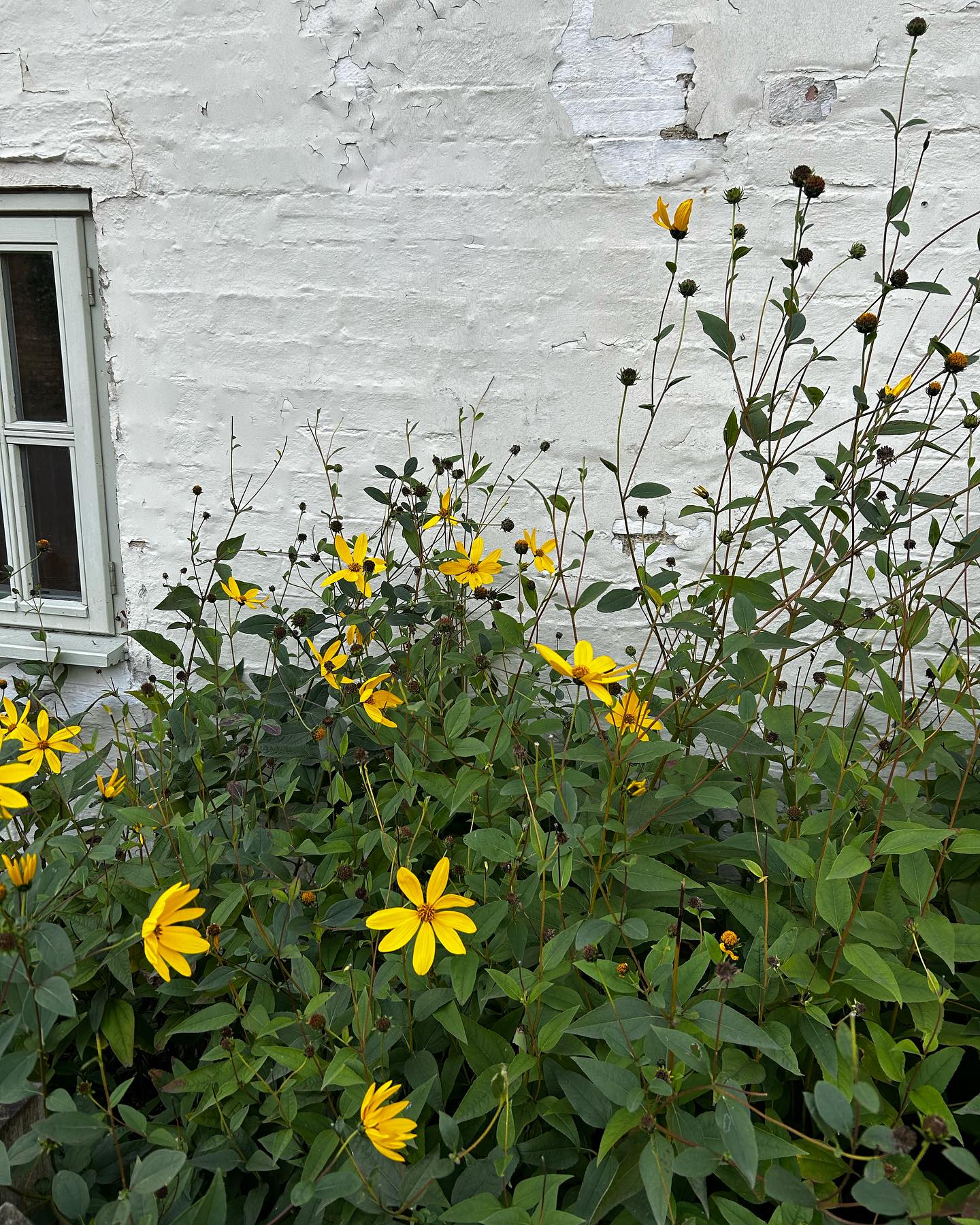 Sunshine yellow for a cold October weekend! 🌼