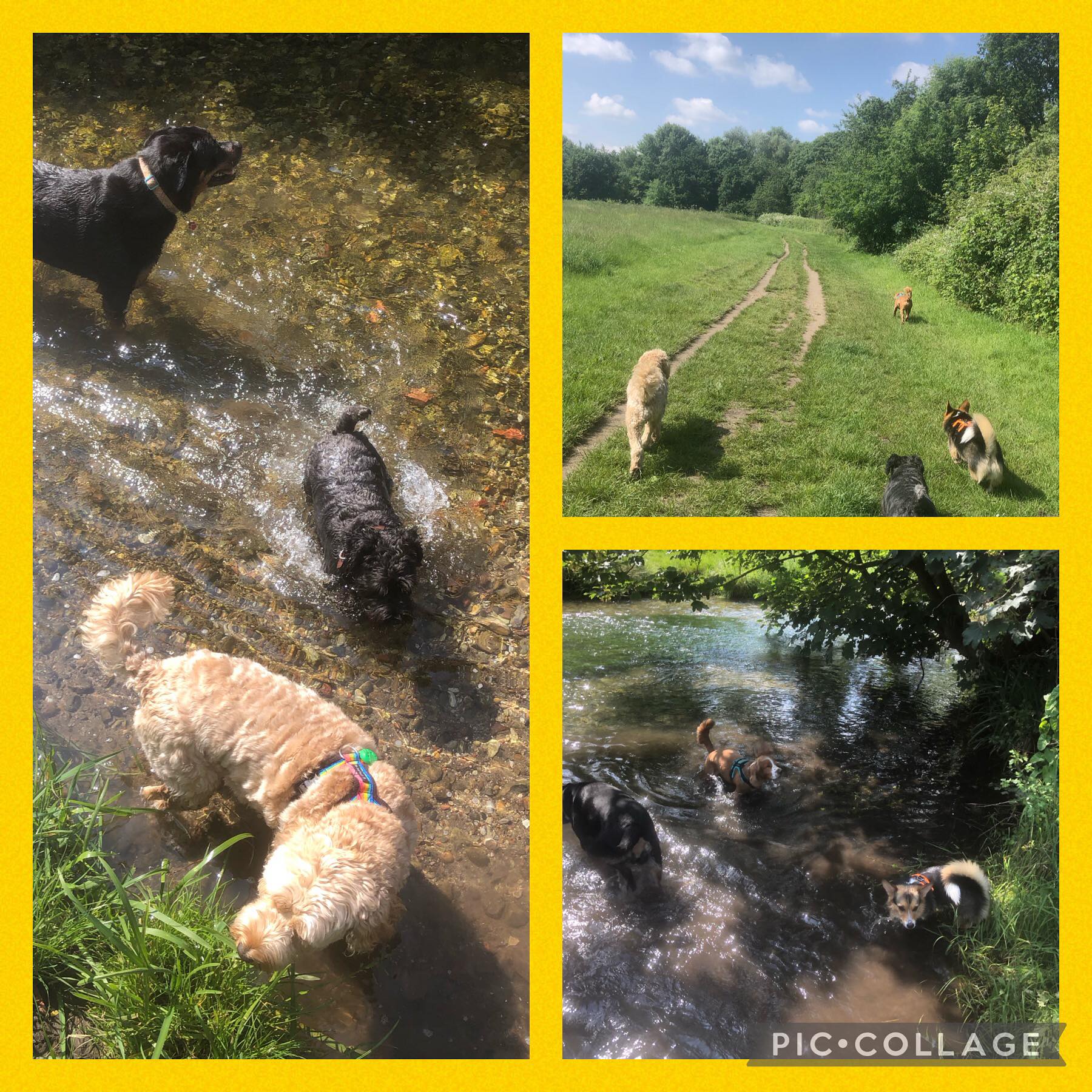 Beautiful day @footscray_meadows ☀️🐕