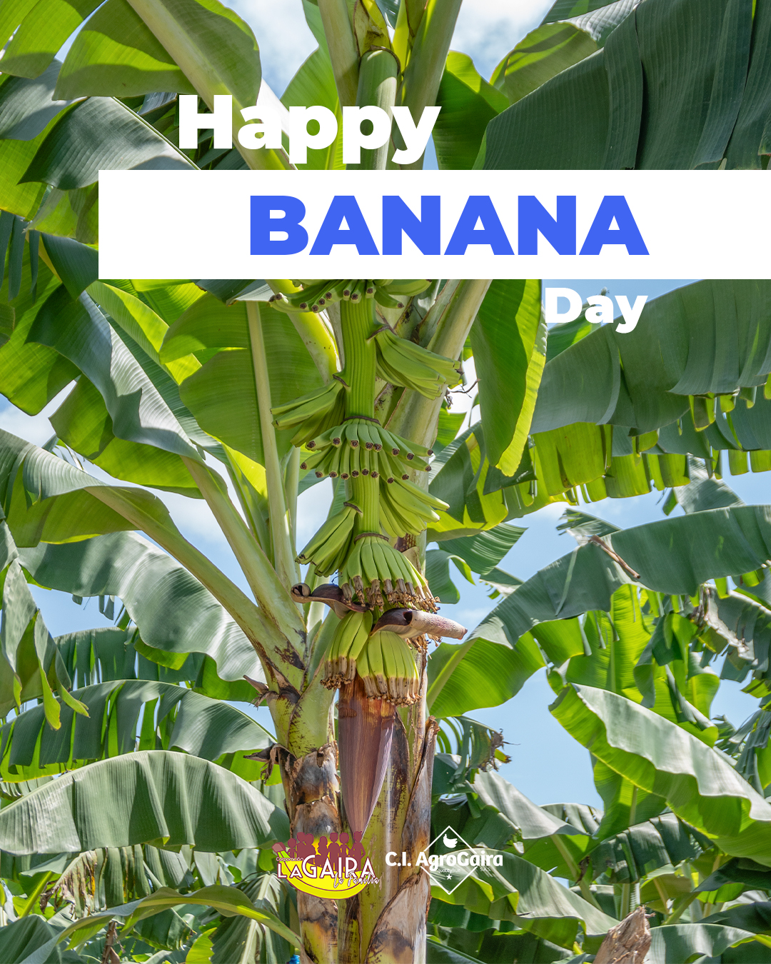 🍌🌱 Hoy celebramos la vida que crece junto al banano 🌱🍌
El banano es más que un cultivo. Es parte de la familia, de las historias que se escriben con trabajo, amor por la tierra y el deseo profundo de dejar un legado.
Gracias al Comercio Justo, cada racimo se convierte en educación para nuestros hijos, en salud para nuestras familias, en proyectos que transforman comunidades enteras.
No es solo una fruta… es el fruto de un compromiso que se hereda y que nos une.
💛 En este Día Internacional del Banano, celebramos con orgullo a quienes siembran con el alma y cosechan esperanza.
___________________________________________
🍌🌱 Today we celebrate the life that grows alongside the banana 🌱🍌
The banana is more than a crop. It’s part of the family—woven into stories of hard work, love for the land, and a deep desire to leave a legacy.
Thanks to Fair Trade, every bunch becomes education for our children, health for our families, and projects that uplift entire communities.
It’s not just a fruit… it’s the fruit of a commitment passed down through generations, one that brings us together.
💛 On this International Banana Day, we proudly celebrate those who plant with heart and harvest with hope.
#BananaDay #FairTrade #BananasWithHeart #LaGairaFamily #JustBananas #BananasThatTransform #DíaDelBanano #ComercioJusto #BananoConCorazón #FamiliaLaGaira #Fairtrade #BananoQueTransforma