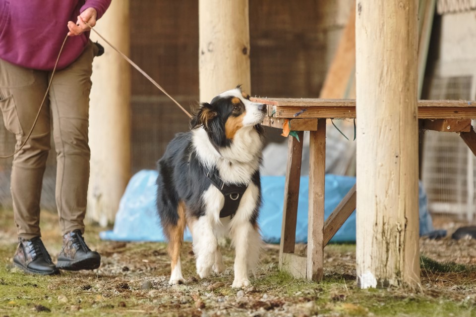 Our Fall Scent Work Trial photos are live! 🐾 Thank you to Campfire Photography for the stunning images 📸
View the full gallery here: https://campfirephotography.shootproof.com/gallery/seattlekennelclub1025/
We’re excited to share some highlights below. Enjoy the cuteness! 🐶✨
We’d also love to see your favorite moments! Share your photos in the comments or tag us: #SeattleKennelClub #ScentWork