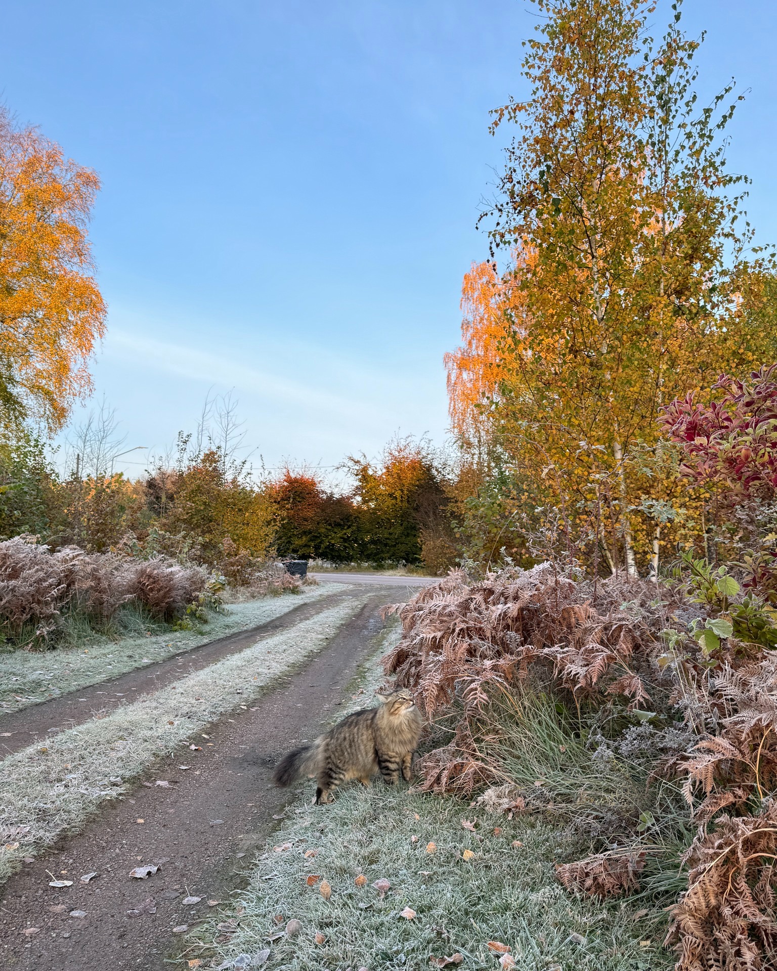Kallt men vackert på Kinnekulle imorse. Endast -4 på sina håll. Kör försiktigt över "Kullen", det kan vara halt på sina håll!