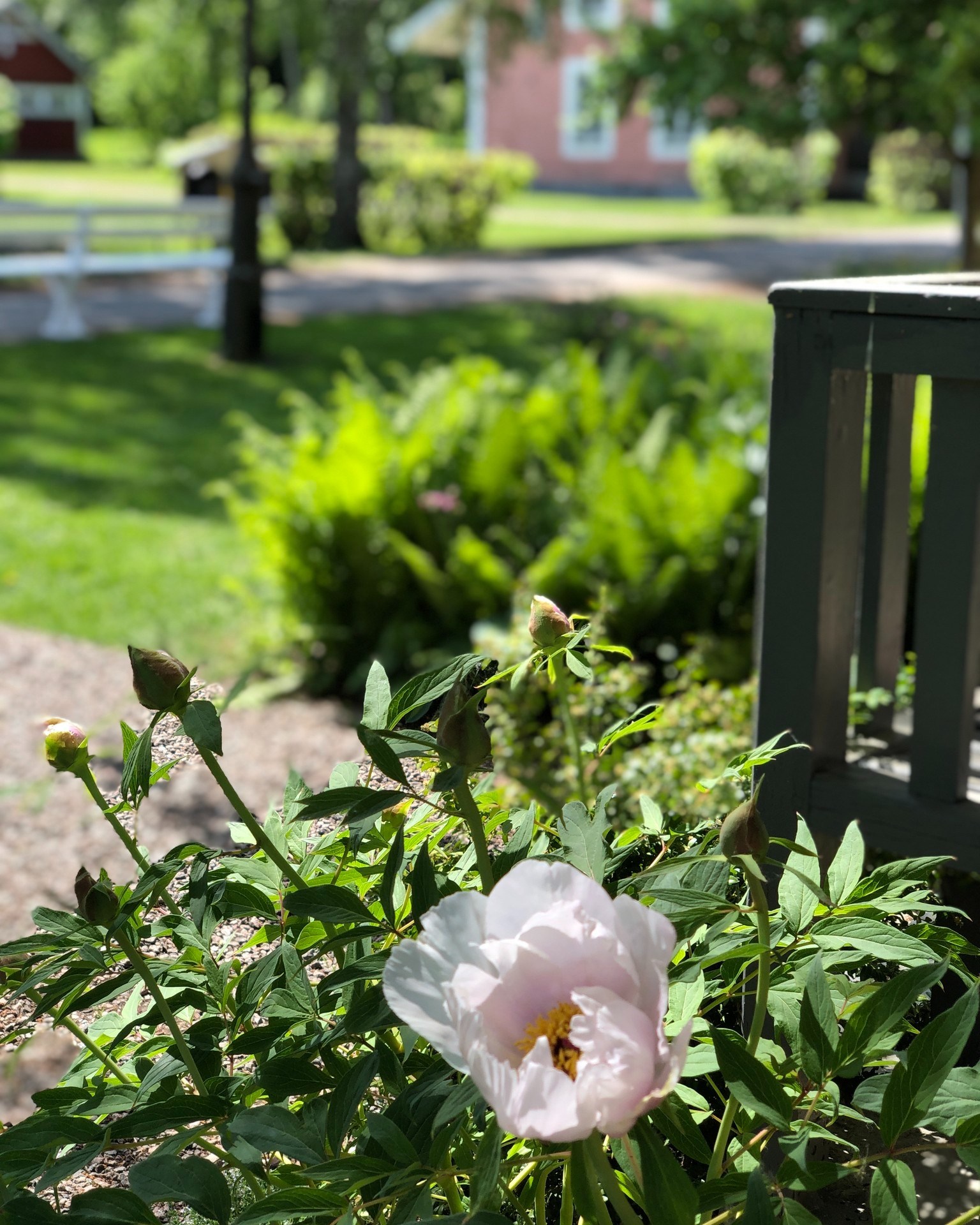 Sommar, sommar, sommar.. 🎶
Nog längtar man lite ☺️
#svensksommar #falkangenkinnekulle #midsommarfalkangen #kulturväxter