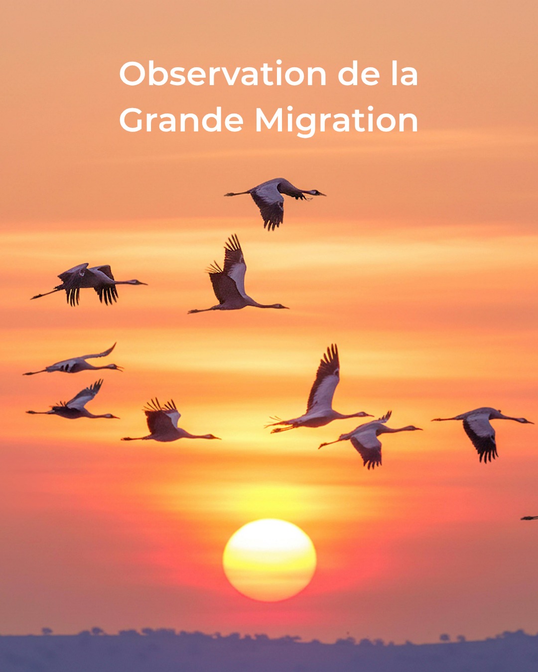 Des vastes plaines du Serengeti aux eaux turquoise de Zanzibar, la Tanzanie promet un voyage entre nature sauvage et paysages à couper le souffle. 🇹🇿✨Safaris, Kilimandjaro, Grande Migration et saveurs locales : découvrez quelques-uns des incontournables de cette destination unique.Venez découvrir la Tanzanie au Salon International Tourisme Voyages, présenté par YUL.
🎟️ Réservez vos billets dès maintenant
https://tpropdc.ticketpro.ca/fr/pages/1699818388
📅 30 octobre au 1er novembre 2026
📍 Palais des congrès de Montréal
___
From the vast plains of the Serengeti to the turquoise waters of Zanzibar, Tanzania offers a journey filled with incredible wildlife and breathtaking landscapes. 🇹🇿✨Safaris, Mount Kilimanjaro, the Great Migration and local flavours: discover some of the highlights of this unforgettable destination.Discover Tanzania at the International Tourism & Travel Show, presented by YUL.
🎟️ Get your tickets now!
https://tpropdc.ticketpro.ca/en/pages/1699818388
📅 October 30 to November 1, 2026
📍 Palais des congrès de Montréal