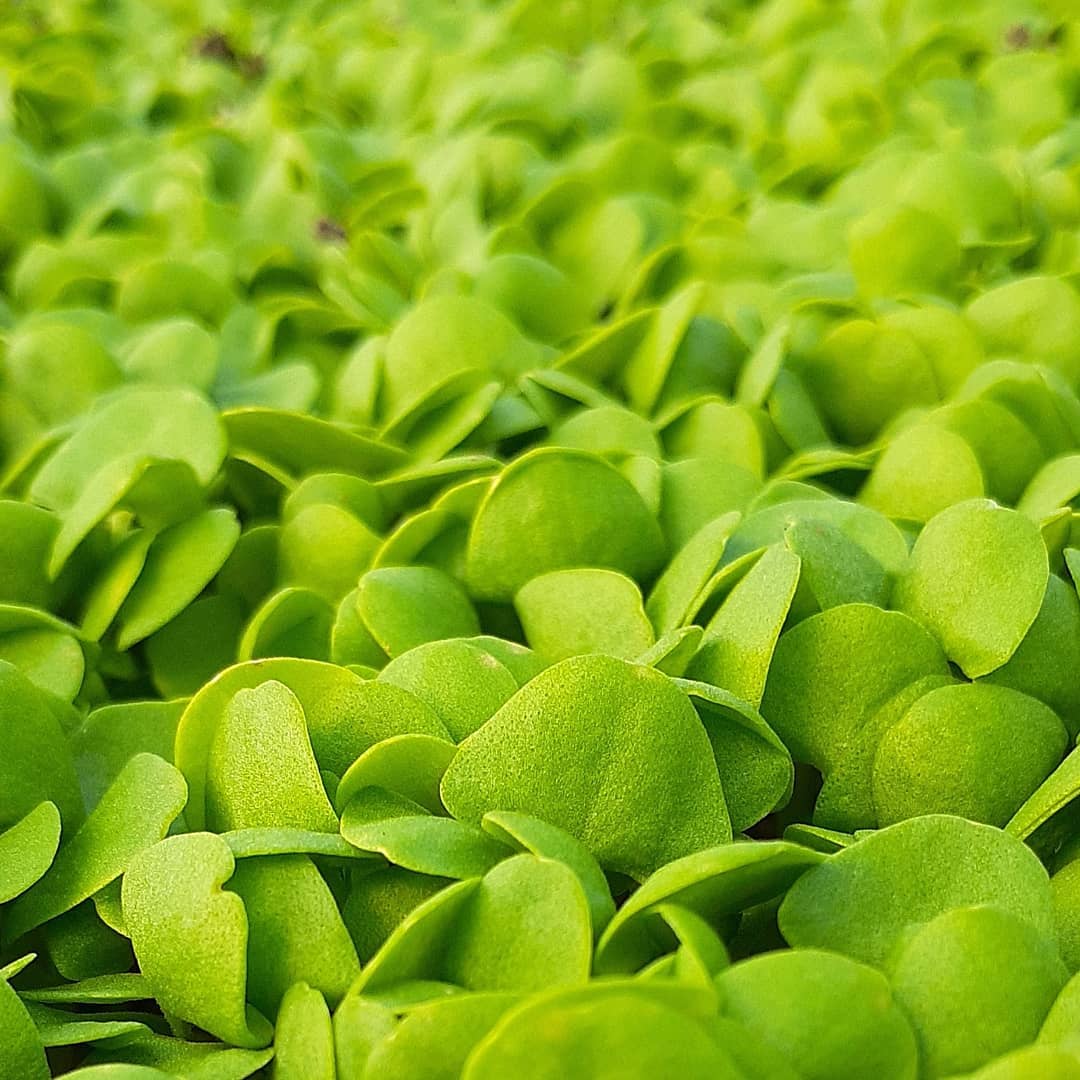 Basil sprouting! Its sooo cute when it's tiny