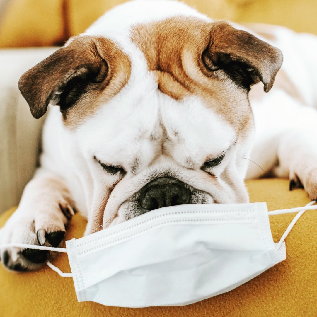 In keeping with the recent recommendations of Dr. Henry, we are politely asking all patients to don their favourite mask before entering the building and our office.
You won’t be required to wear it during your scan, but for all patient interactions... let’s just say, masks are all the rage right now and we can’t wait to see yours. 😷
—-
#maskingforafriend #willmaskfortreats #mri #healthcare #kelowna #staysafe #community