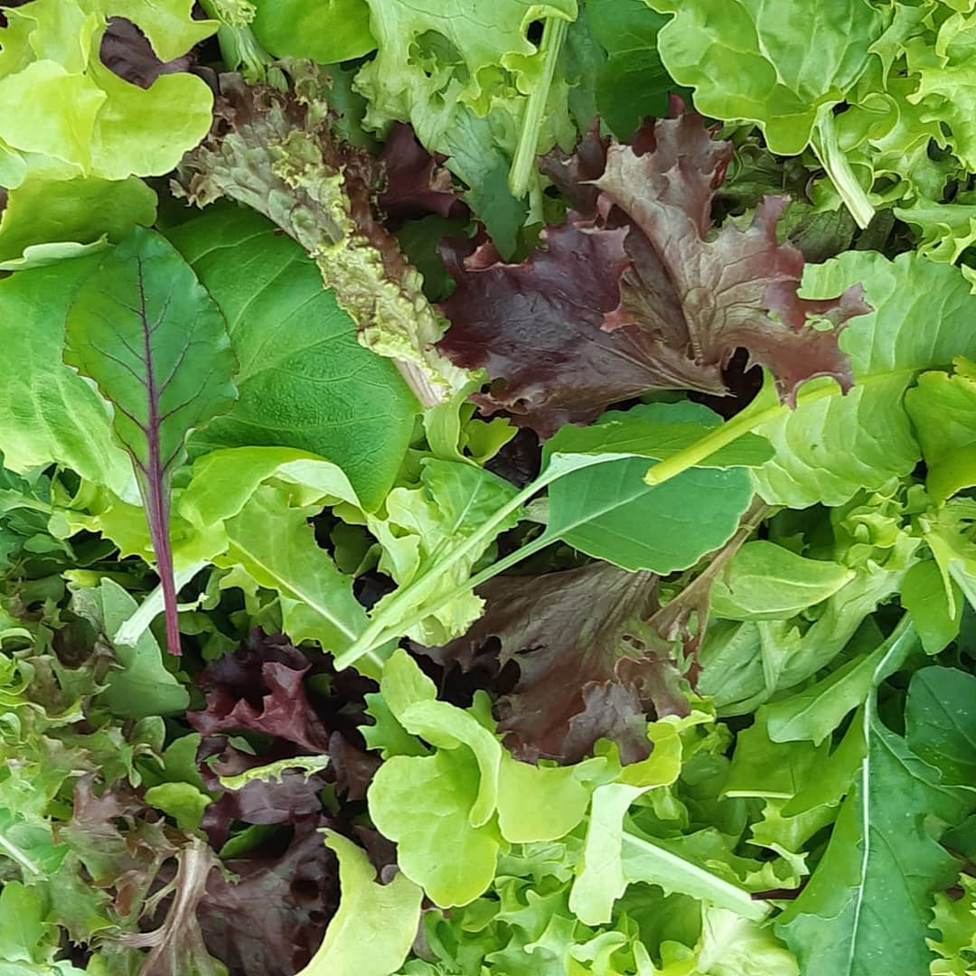 Seasonal salad mix. Spray free, crunchy goodness. Get it fresh. @manakaumarket #sprayfree