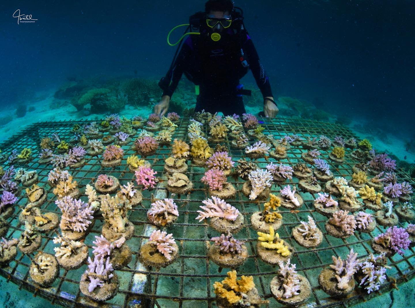 Every Fijian should be a reef custodian.
The only intensive animal farming that should be happening. Baby corals to reinsert into the reef at Dive Academy Fiji. #dive_academy_fiji #vianibay #fijiislands #fijinow #fijitourism #underwaterphotography #coralgardeners #fiji #coralrestoration #rainbowreef #reefaquarium