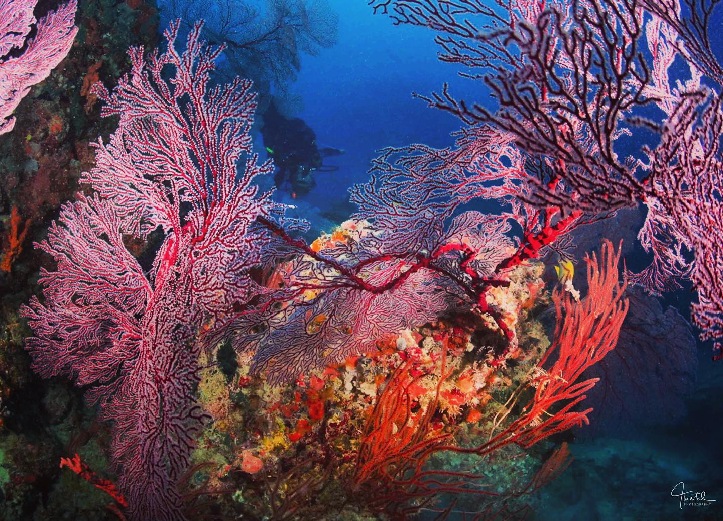 Discovering a secret Gorgonian garden 🪴
#rainbowreef #taveuni #dive #dive_academy_fiji #uwphotography #fiji #fijiislands #fijilife #fijiliving🌴🇫🇯 #girlsthatscuba #uwphoto #uwphotography #nauticam