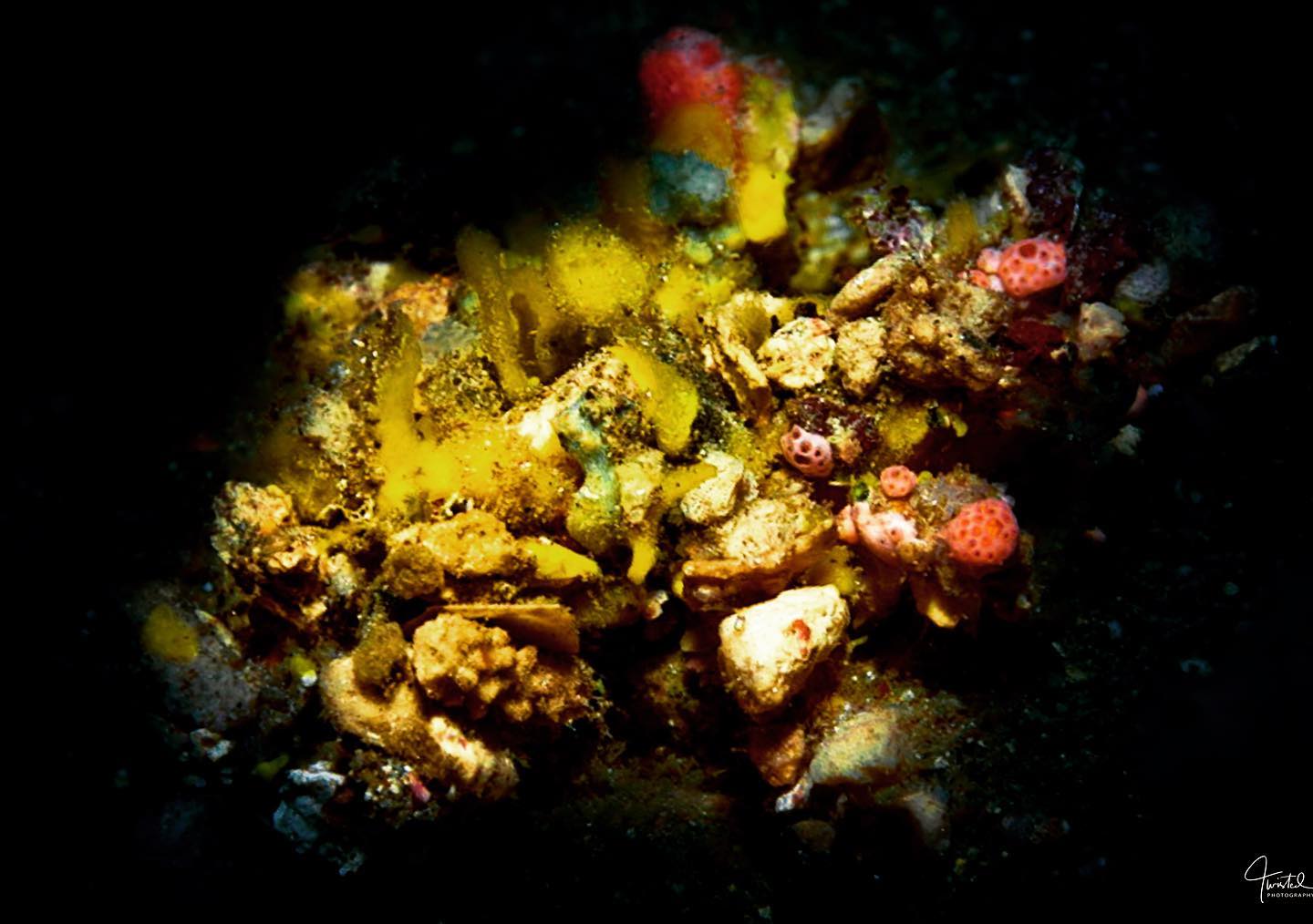 The spider decorator crab is the most stunningly bizarre creature. The crab attaches, well, basically anything, to disguise itself. Eyes at 8 o clock ! #macrophotography #uwphotography #scubadiving #crabs #fijiislands #divemacro #scubadiving #scubadivers #scubapics