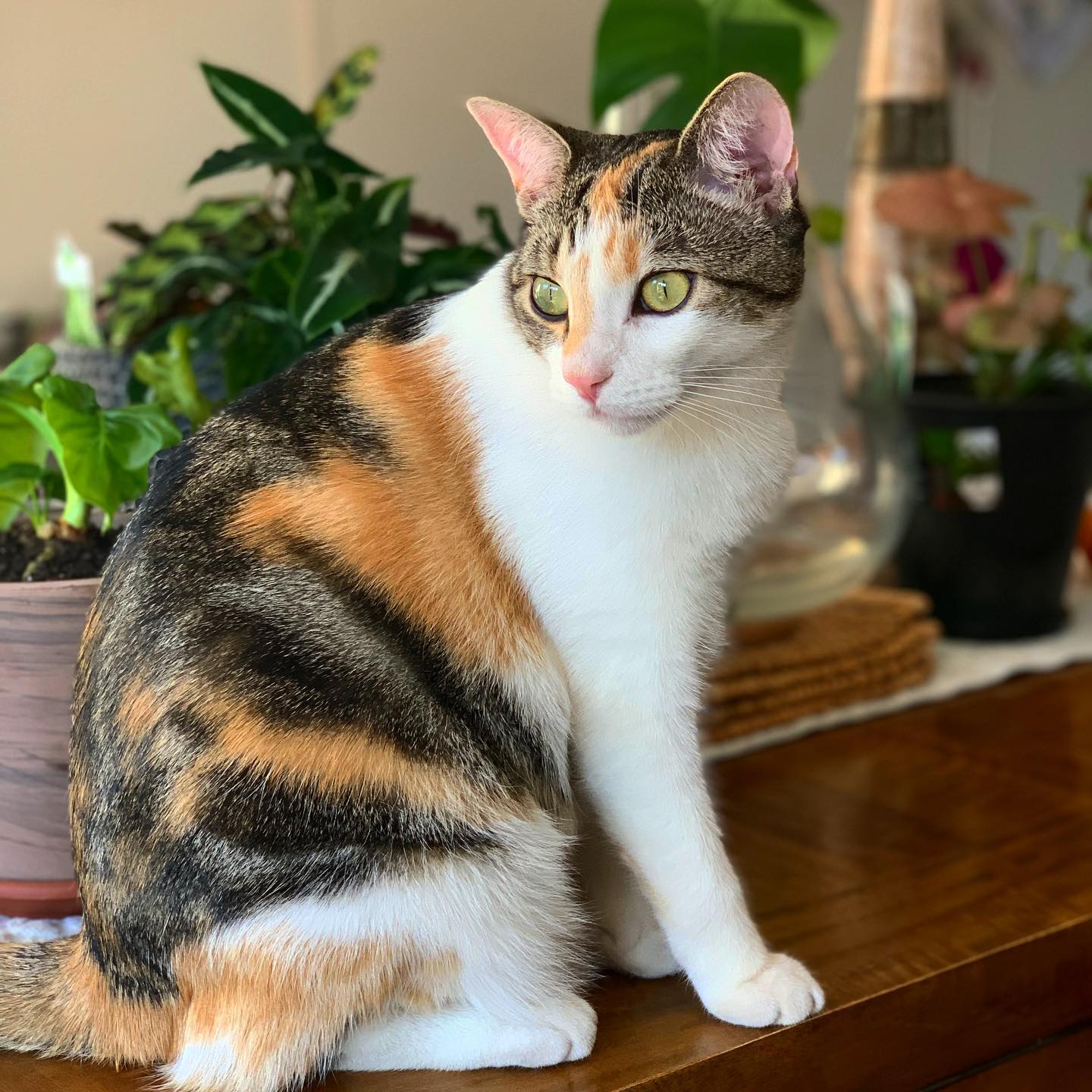 Update from us…..
We hope everyone is staying safe and well!
With the extra lockdown announced this morning it’s looking likely that we have to stay closed a little longer. And with the 5k travel restrictions I am not sure at the moment if I am allowed to go to the salon to offer click and collect. I will find out as soon as I can what is allowed as risking doing the wrong thing is just not worth it!
For everyone that rebooked in September I will be in touch soon to rebook yet again and hopefully this time we will get to do it!
For now, we shall make the most of this crazy home-stay.
See you soon, Kate and Maisie x