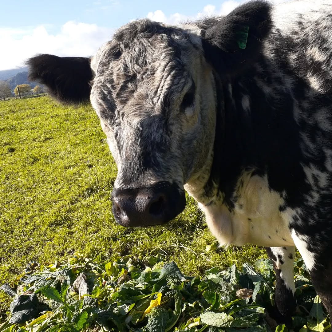 Our cows love eating up our produce trimmings especially the kale
#freshproduce
#zerowaste
#sprayfreevegetables