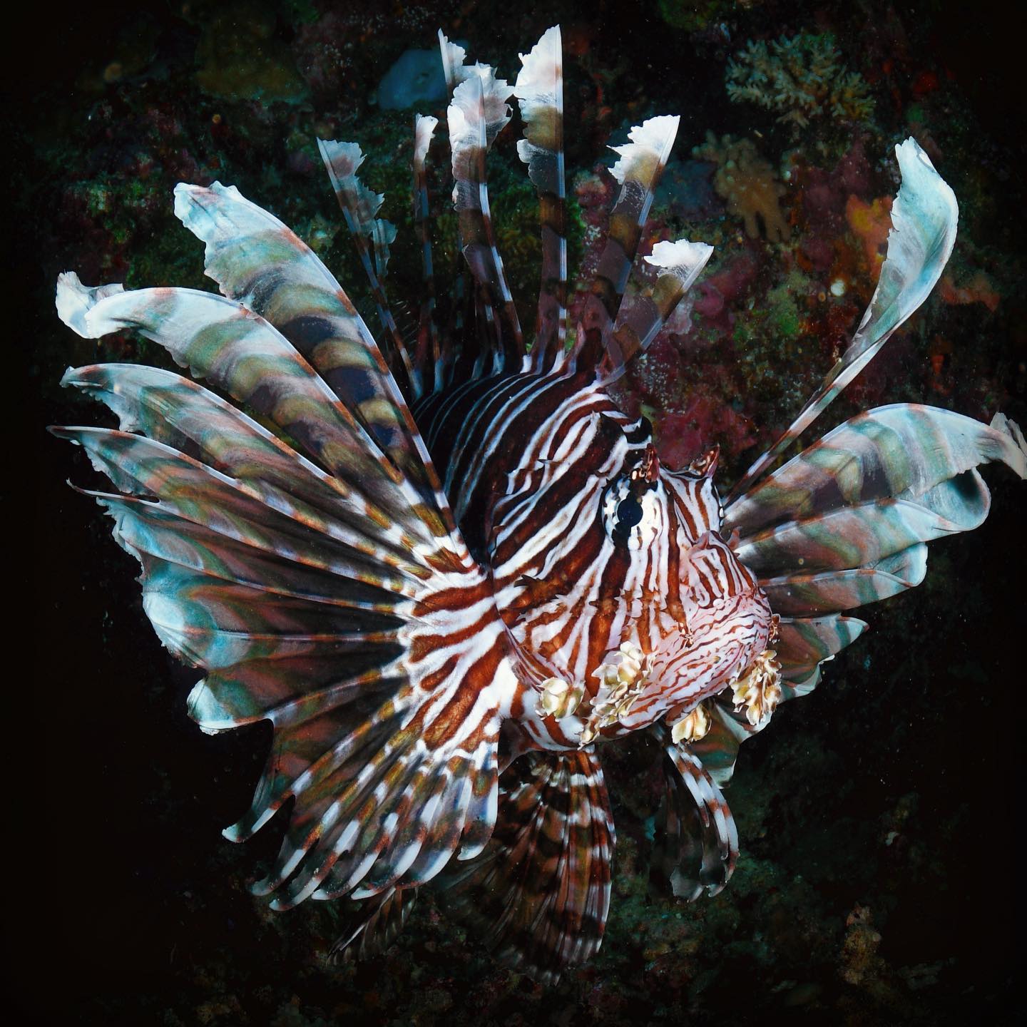 ‘Flamenco’
#beqa #lionfish #fiji #nauticamhousings #d850nikon #scubadiving #fijiphotographer