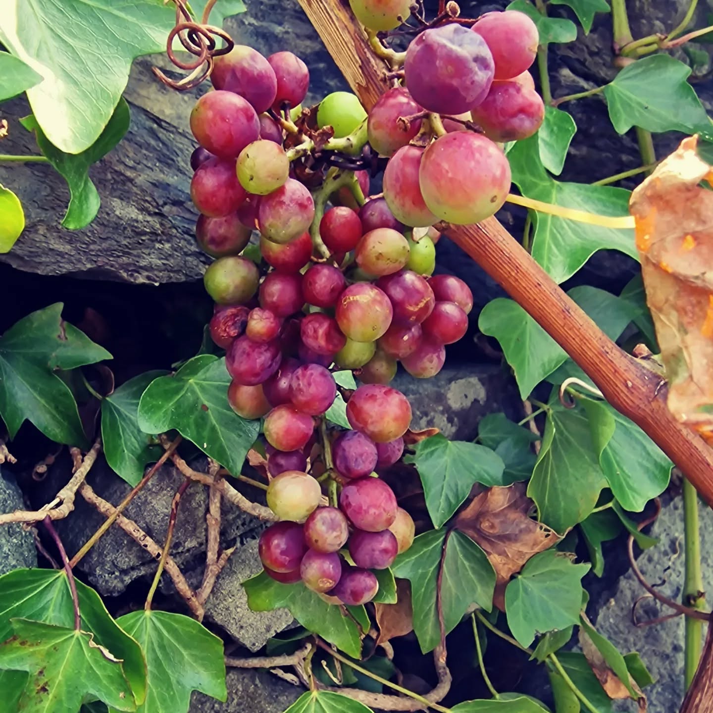 "I am the vine; you are the branches. If you remain in me and I in you, you will bear much fruit; apart from me you can do nothing" (John 15:5 NIV) #grapes #vine #grapevines #fruit #nature #scripture #bible #bibleverse #gardenfruit #newtestament #gardenvine #fruitphotography #photography #creation