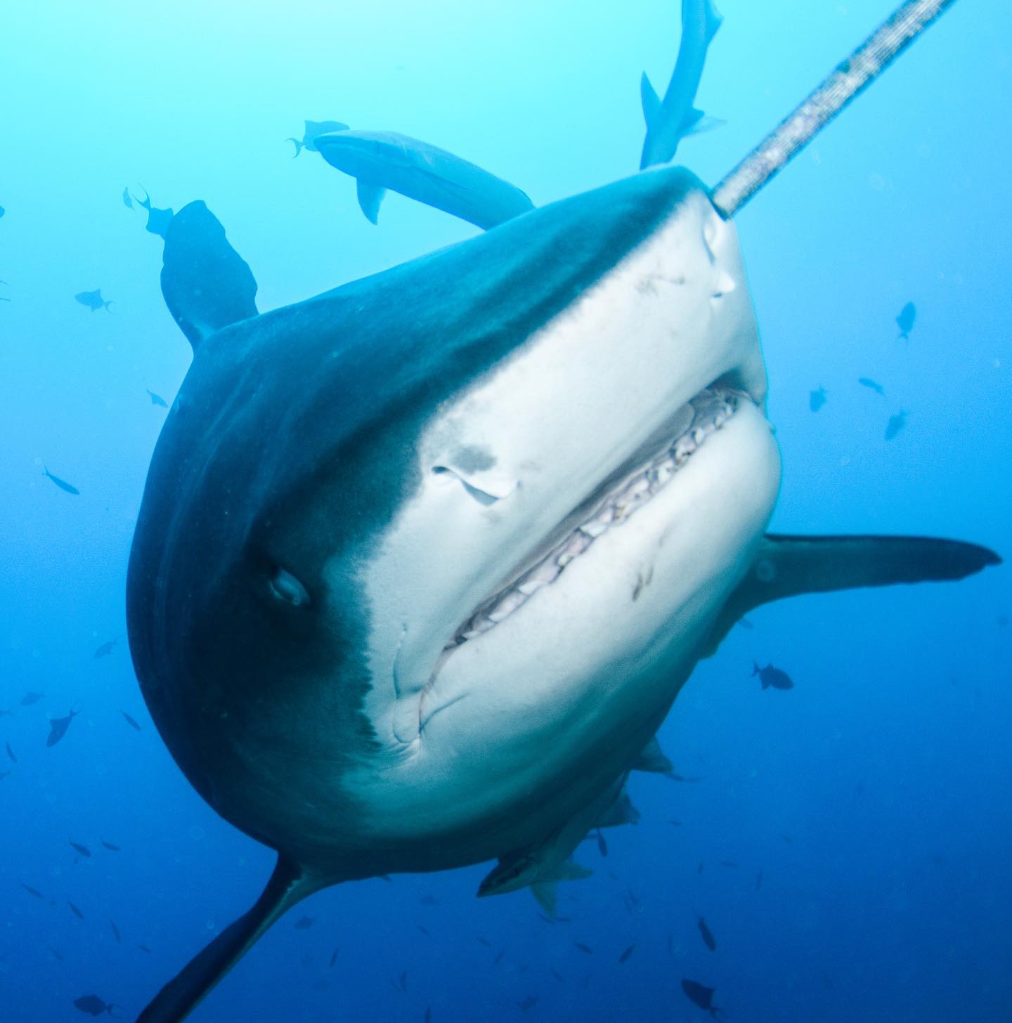 🏝️the look of love! 🏝️
A 4 metre plus pregnant female tiger shark graced us with her presence this morning. With around 35 babies swimming around inside her no wonder she lined up for the fish heads.
#fijiunderwaterphotography #waterlustfiji #bula #marinepixels #fijiislands #omg #sharkdive #scubapix #fiji #marinepixels #immersion #fijidiveresort #top10divesitesintheworld