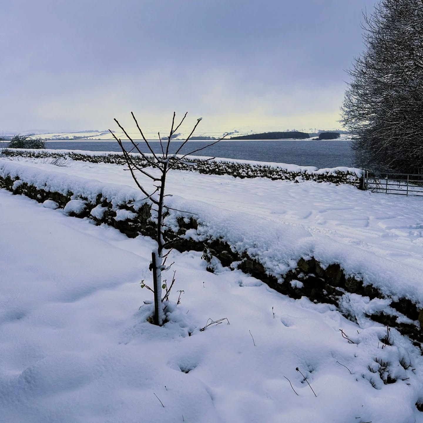 ❄️ ❄️ ❄️ ❄️ ❄️
Winter wonderland at Cronkley Cottage today
❄️ ❄️ ❄️ ❄️ ❄️
Sent by our lovely guests staying at the moment ❤️
@cronkley_derwentreservoir #derwentreservoir #snoweverywhere #wherehasallthegreengone?
#northumberland #countydurham #holidaylet #holidaycottage