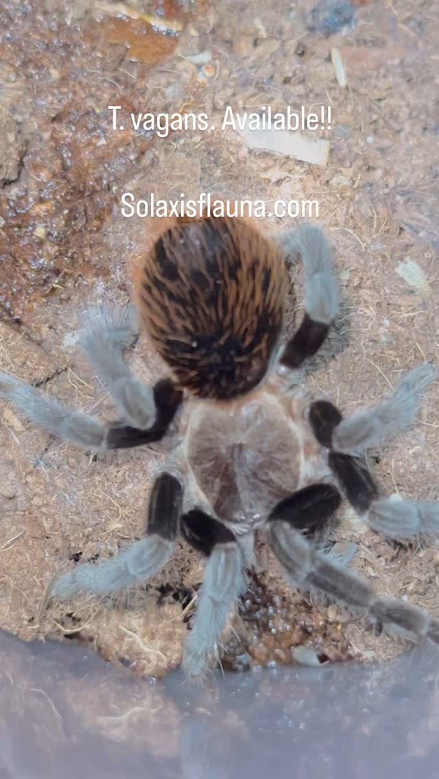 #Tarantula #PetTarantula #TliltocatlVagans #BrachypelmaVagans #MexicanRedRump #SpiderPet #ArachnidLove #InvertebratePets #TarantulaLife #TarantulaKeeping #TarantulaKeeper #SpiderLover #ExoticPets #TarantulaCollection #CreepyCrawly #TarantulaOfInstagram #SpiderGram #PetArachnid #TarantulaPhotography #Spooder #FluffySpider #TarantulaCare #TarantulaWorld #TarantulaAddict #MyTarantula #ArachnidEnthusiast #TarantulaDaily #SpiderObsessed #TarantulaHobby #TarantulaBeauty