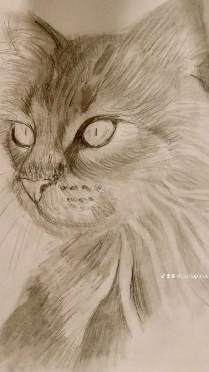 Hi all. Rough sketch drawing. I hope you like them.
Used reference photos for artist. #animalovers #vpanimalportraitartist #doggielovers#catlovers