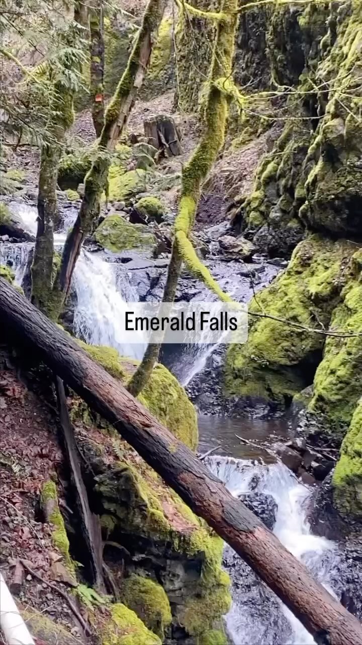 📍 Emerald Falls
Learning Topics: waterfalls, insects, moss, rocks, wildfire
Risks: burned area, walking near road
Description: Want to escape the crowds when you visit the Columbia River Gorge? Skip Multnomah Falls and keep driving on I-84 east to exit 51. This short, easy hike is only .34 miles to Emerald Falls and follows a stream the whole way. It is mostly accessible with a BOB stroller (there may be leftover rocks blocking part of the trail from a rock slide). Play in the creek and look for rocks in these quiet woods!
Check out www.wildandbarefootadventures.com is the full write up with details for this adventure and for linked nature studies.
#wildandbarefootadventures #getoutside #emeraldfalls #columbiarivergorge #exploreoregon #seekadventure #optoutside #pnwexplored #oregonexplored #hikingwithkids #adventurefamily #outdoorclassroom #placebasedlearning #freekids #makememories #explore #wonder #awe #wonderfilledlife #raisinggoodhumans #explorenature #familyfriendlyhikes #hikeoregon #pnwhikeswithkids