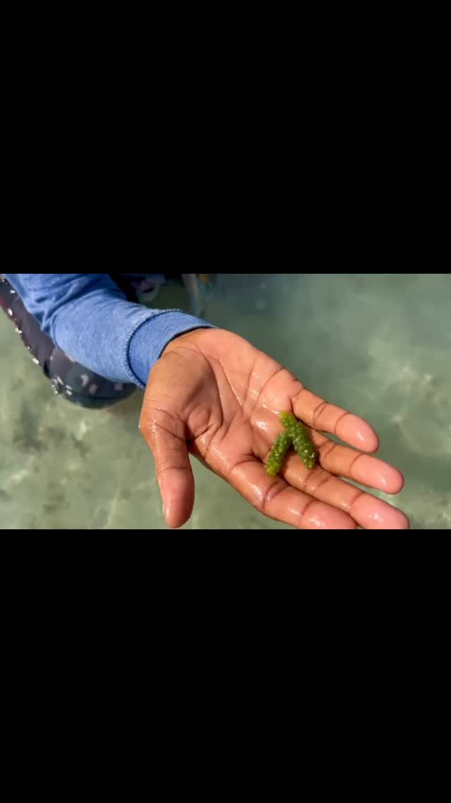 Grown wild in the pristine waters of Fiji, Nama also known as sea grapes, is a nutrient-rich marine plant packed with vitamins and minerals. Sustainably harvested by the local women of Somosomo village, it’s nature’s pure gift from the ocean 🌊