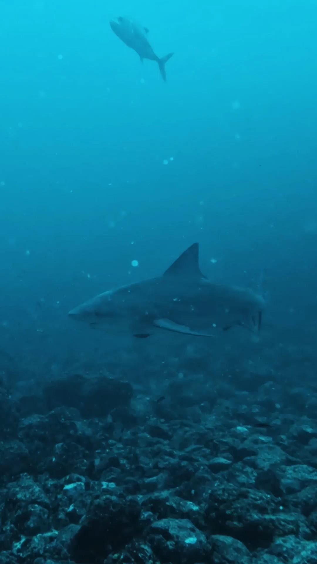 Bat Islands season starts in May! Bull sharks, oceanic mantas and huge schools of jacks make this sites one of the best in Costa Rica. If you're planning your next dive, this is a great add to your trip!
.
.
.
.
.
.
#costarica #padi #paditv #scuba #diving #underwater #adventure #bullshark