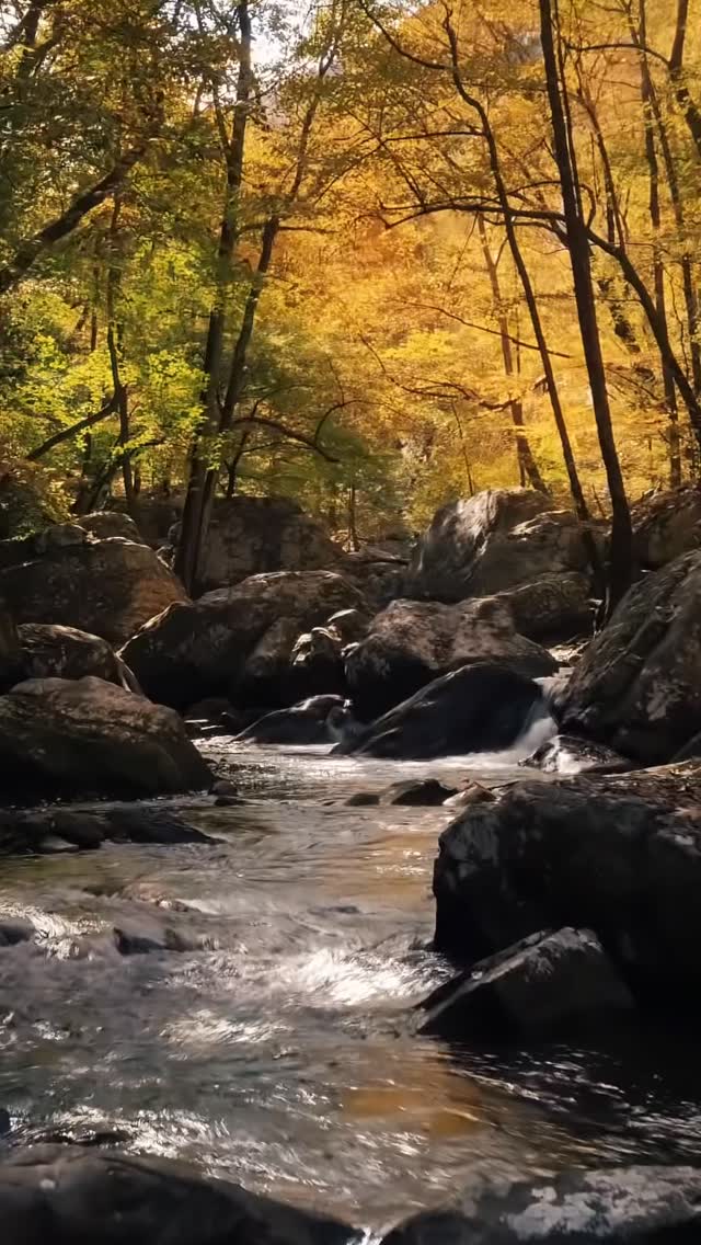 🍂 As the season turns, we’re reminded to slow down, release what no longer serves, and open gently to what’s next. Fall speaks in quiet whispers — of change, of rest, of deep remembering.
Join me this evening on Insight Timer for a Celtic Blessings & Sound Meditation — a space to soften, settle, and realign with the rhythms of the season.
🔔 Live tonight under the Events tab at insighttimer.com/kristenestill #insighttimer #firstdayoffall #fall #autumn #celtic #oracle #blessings #meditation #livemeditation