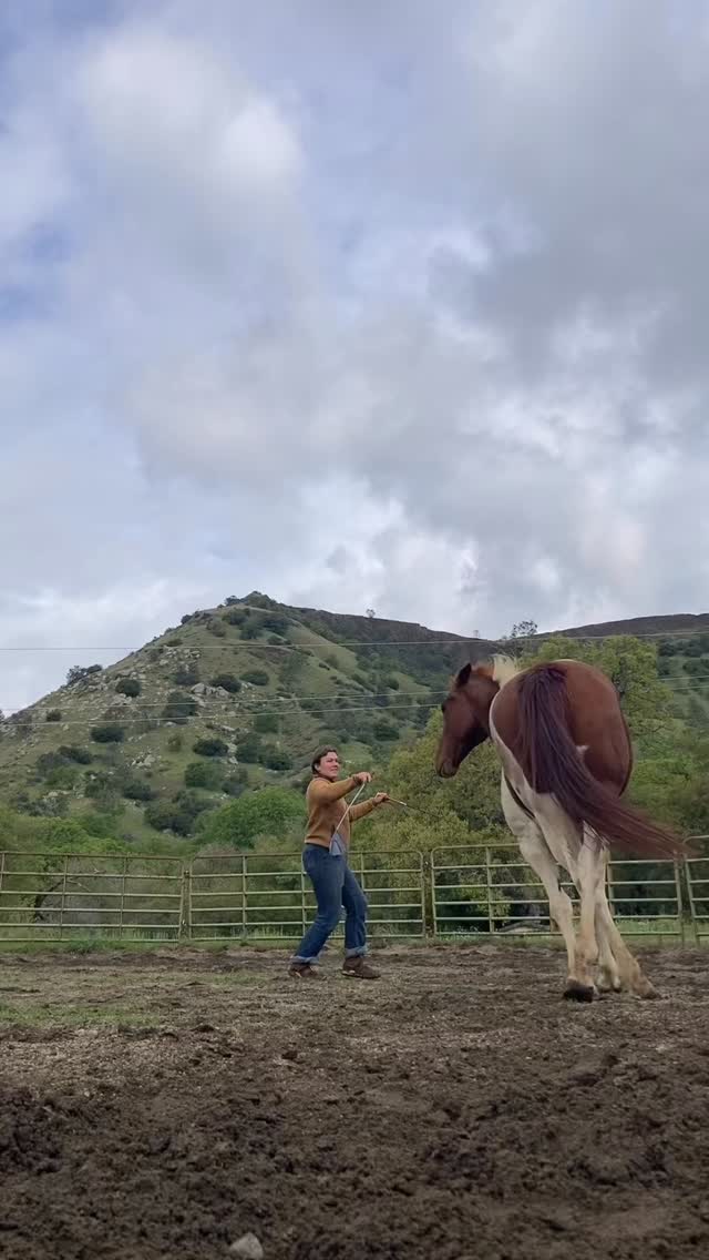 Always listen to you horses
#equestrian #horses #libertyhorsemanship #horsetrainingtips #horselife