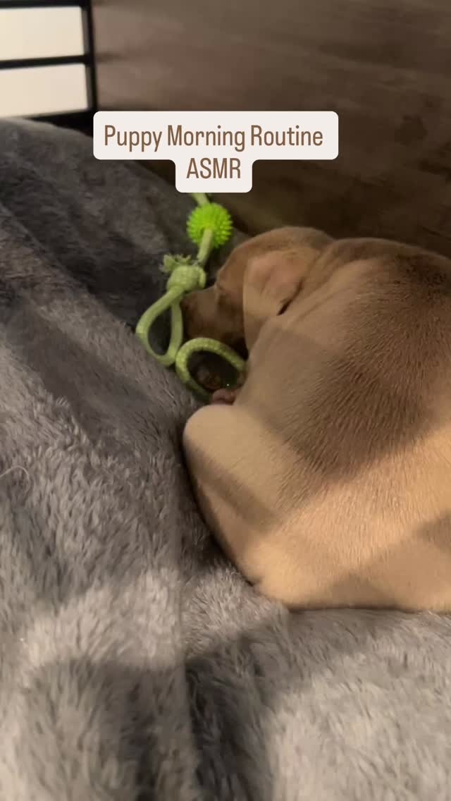 A p🐾wfect morning. 🥂
#pynnderella #NewPuppy #PitPuppy #PuppyRoutine #PuppyMorningRoutine #PitbullPuppy #DogMom