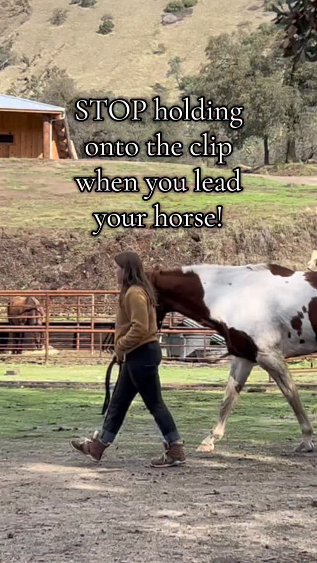 Are you leading? Or are you you relying on your halter...
#horses #equestrian #horselife #horsetrainingtips #horsetrainer