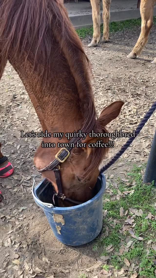 Definitely doing this again!
#horses #funnyhorses #horseriding #equestrian #trailride