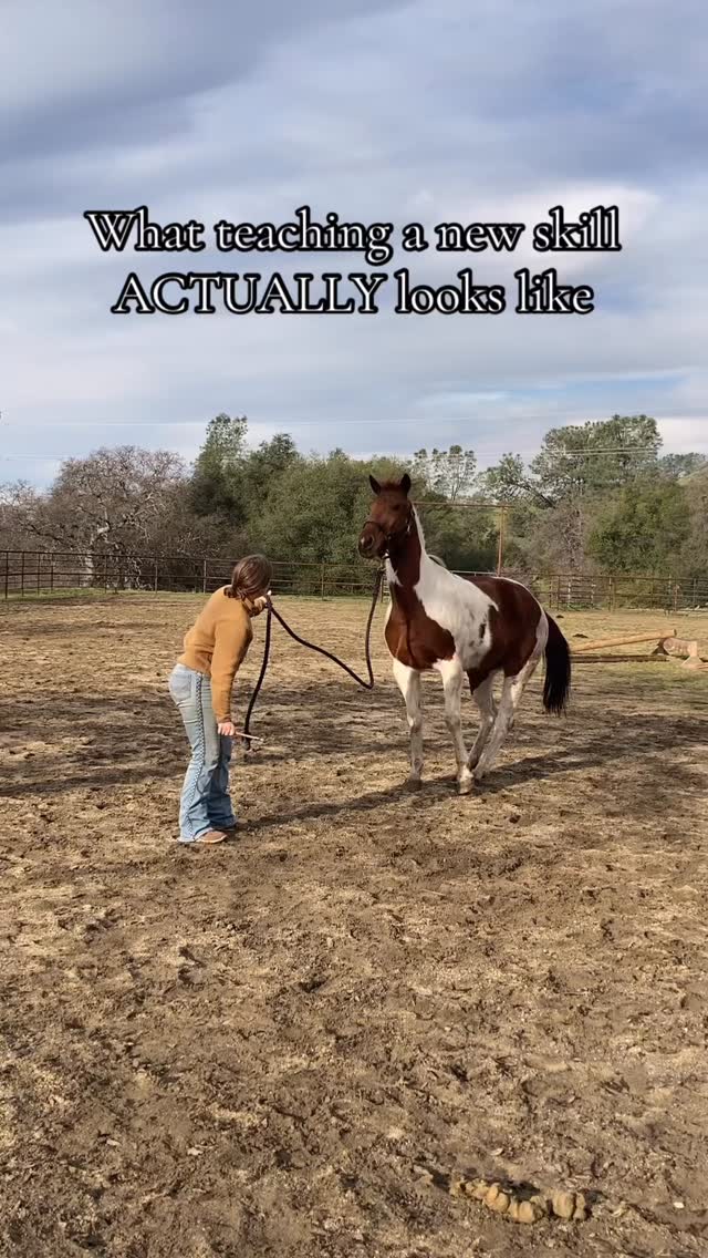 Rome wasn't built in a day!
#tricks #trickhorsetraining #horsetraining #horses #equestrian