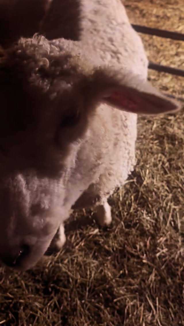 Frank is not a fan of all the attention the ladies are getting. He demands attention and pets of his own. Easily the neediest sheep in the barn, Frank takes his role very seriously. With rams, my philosophy has always been to handle them a lot—I never turn my back on them, but I generally trust them enough not to ram me. However, in Frank’s case, no pants are safe.
#sheepfarming #farmlife #sheepofinstagram