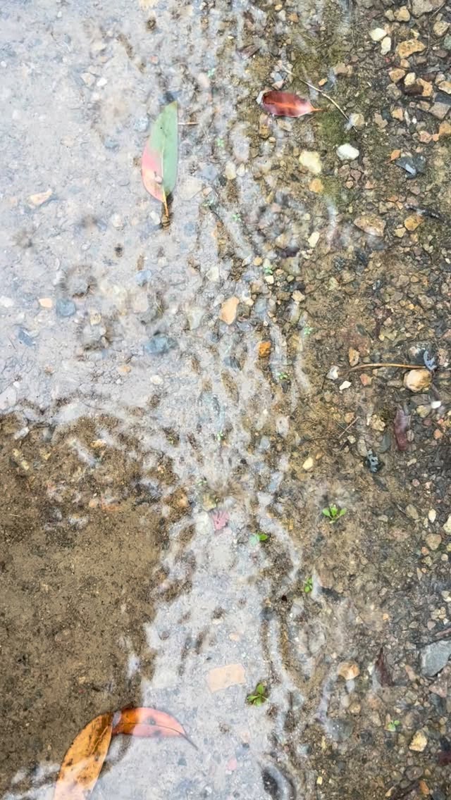 Feel the raindrops wash away the old 💛 #raincleansing #energeticreset #releaseandrenew #earthrituals #raindropsandsunshine