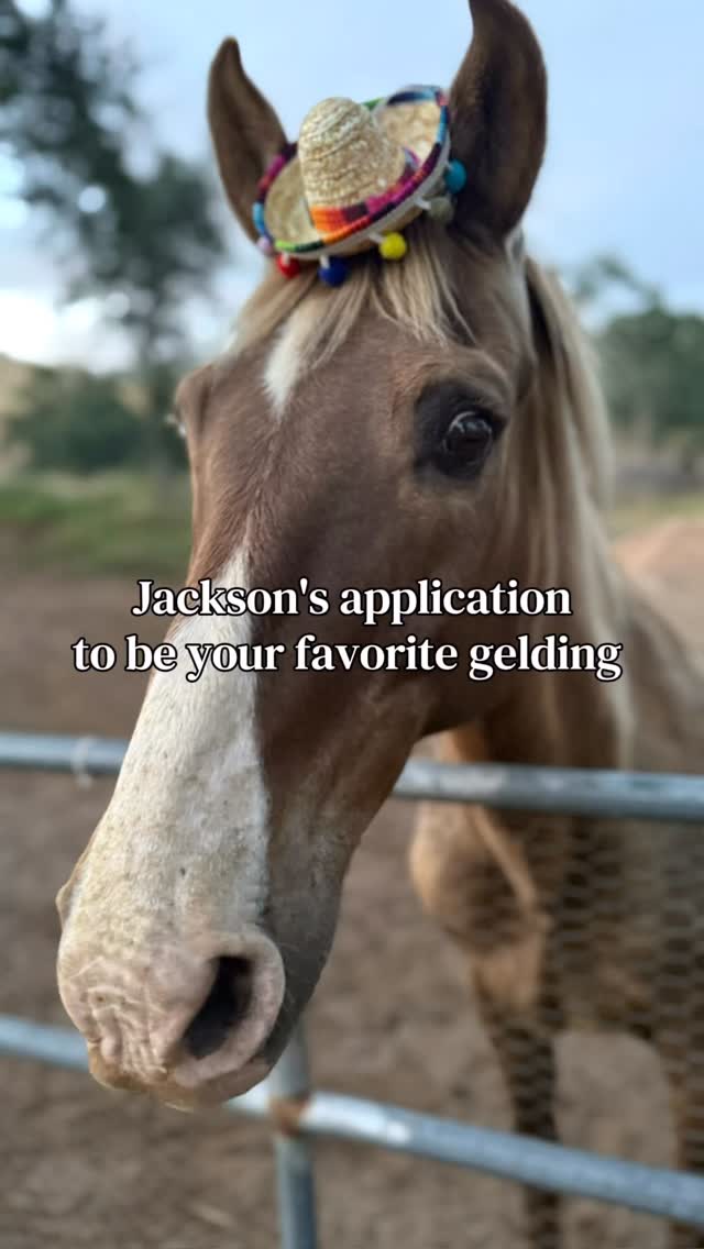 Somebody take him please
#horses #horselife #equestrian #gelding #funnyhorses