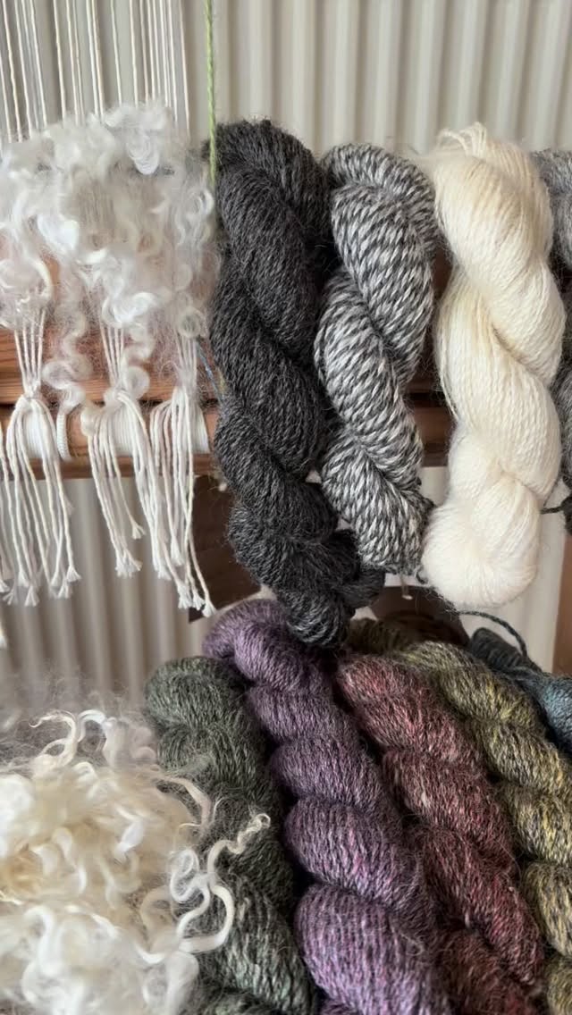 Having fun today on the loom playing with curls and mulling over our new spin, with new colours at the bottom, naturals at the top thanks Kate @bordermillshop we love it I hope you do too❤️🧶🧶#yarnpornofinstagram #campaignforwool #wensleydalelongwool #yarnaddict #knittersofinstagram