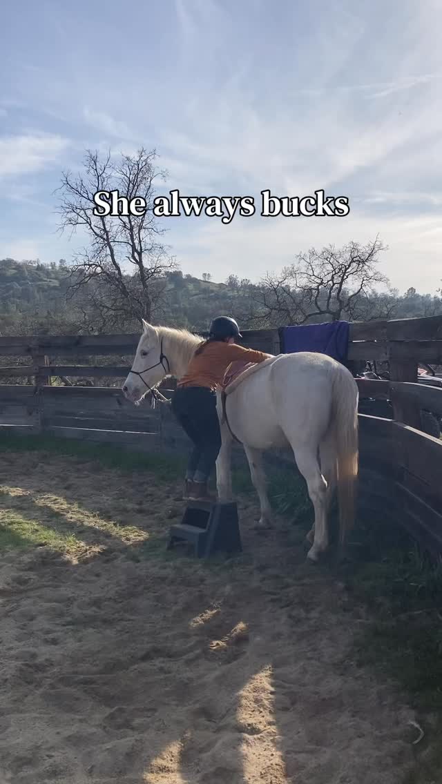 I love when I get clients like these 🥰 Sugar⏳ (aka Boggles) was given away to a friend of mine as a pasture pet.
The story was that every trainer got bucked off and they gave up trying to ride her.
When Sugar & I got started she was hard to catch, shut down in the roundpen, and in total freeze mode. After building some trust she had a great big release of tension and, well, the rest is history.
She's a soft ride, brilliant at liberty, and just the sweetest mare to work with.
Sugar and I only work together a few times a month but I'm so pleased with how much she's blossomed.
#horses #mares #horsetraining #buckinghorses #equestrian
