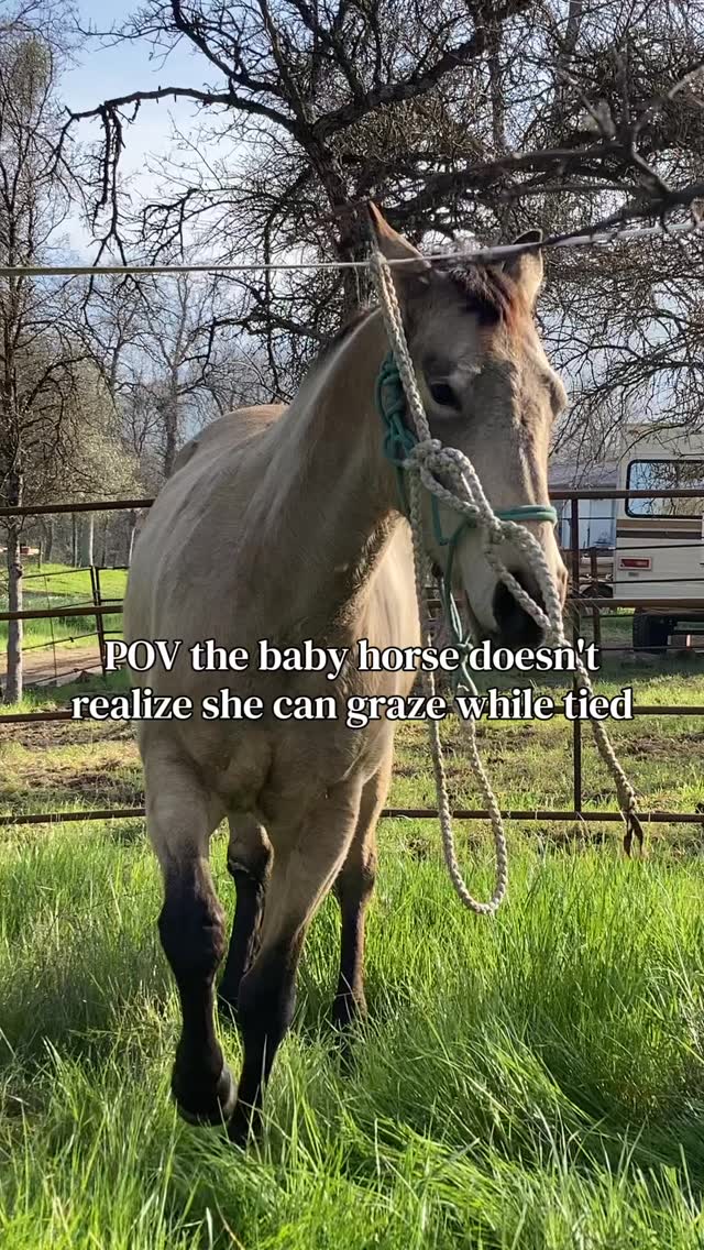 I love babies 😂
#horses #coltstarting #younghorses #funnyhorses #elmo