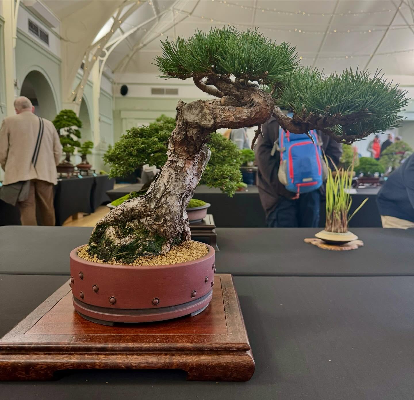 Scots pine in a Walsall studio ceramics. @walsallstudioceramics @southstaffsbonsai #scotspine #bonsai #bonsaitree
