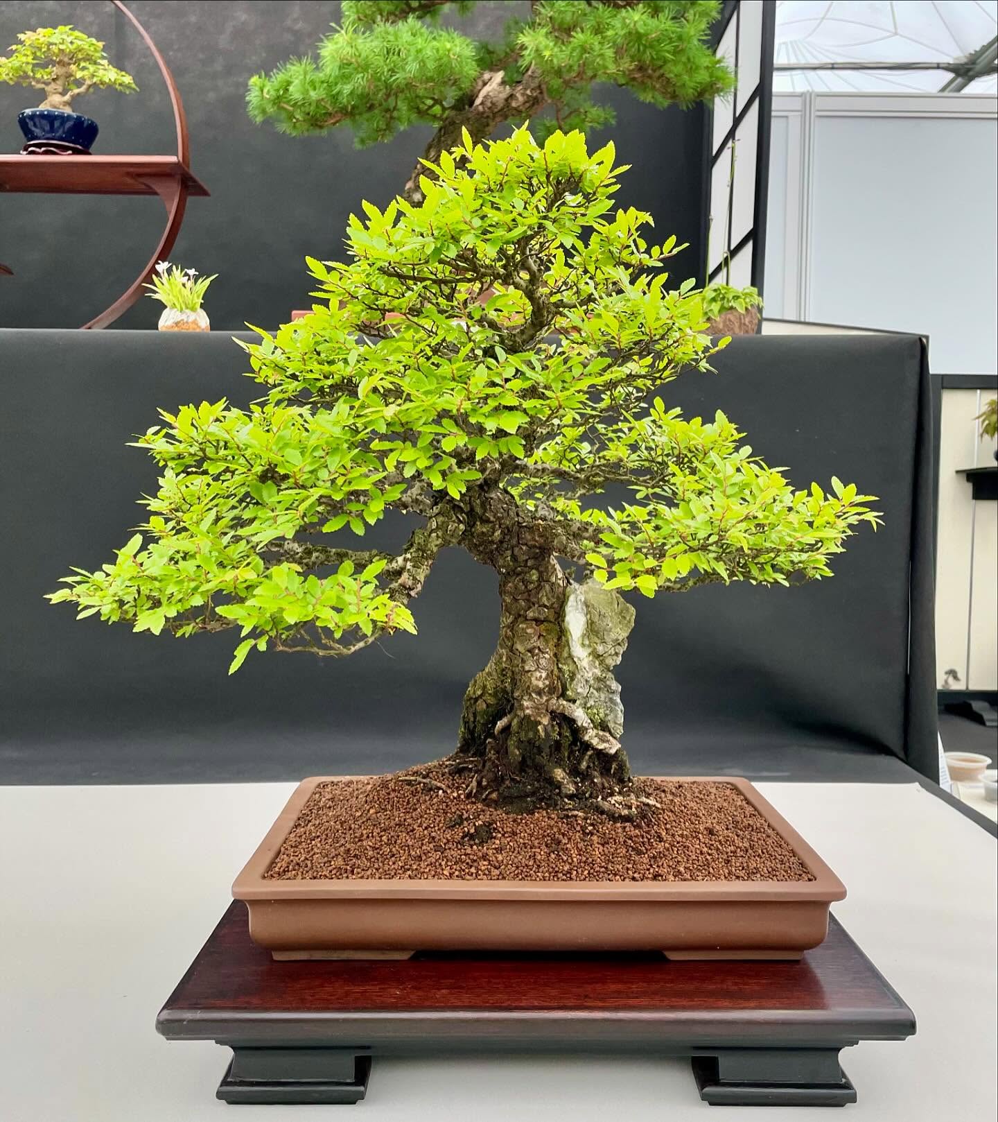 Chinese elm @southstaffsbonsai #chineseelm #chineseelmbonsai #bonsai