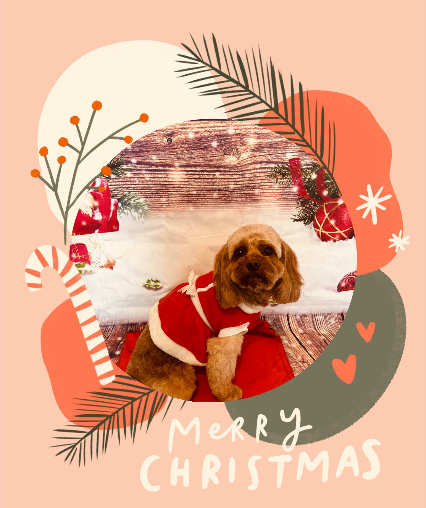 Merry Christmas from gorgeous little #cavapoo Roxy! #dogs #christmasdogsofinstagram #dogsofinstagram #poodle #cavalier #cavapoosoflondon