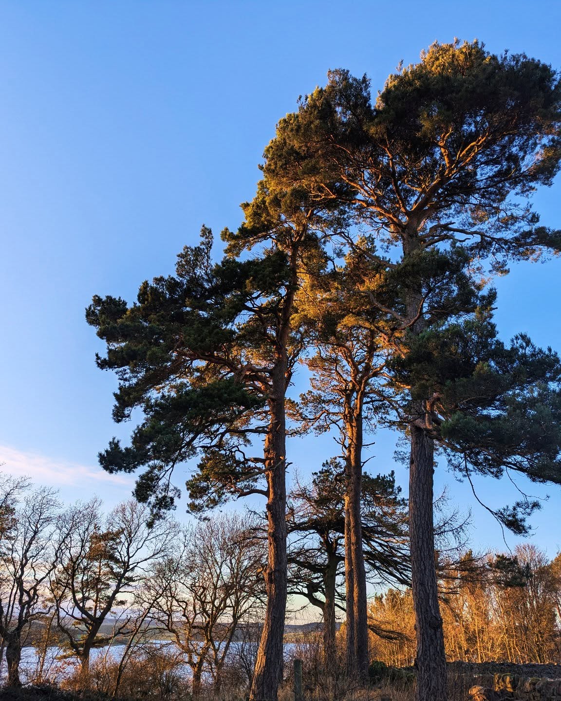 This is the view looking west from Cronkley Cottage. I absolutely love these trees, they look so pretty basking in the winter sunshine.
#holidaylet #holidaycottage #treesofinstagram #derwentreservoir #northpenninesaonb #northumberland #countydurham #neengland