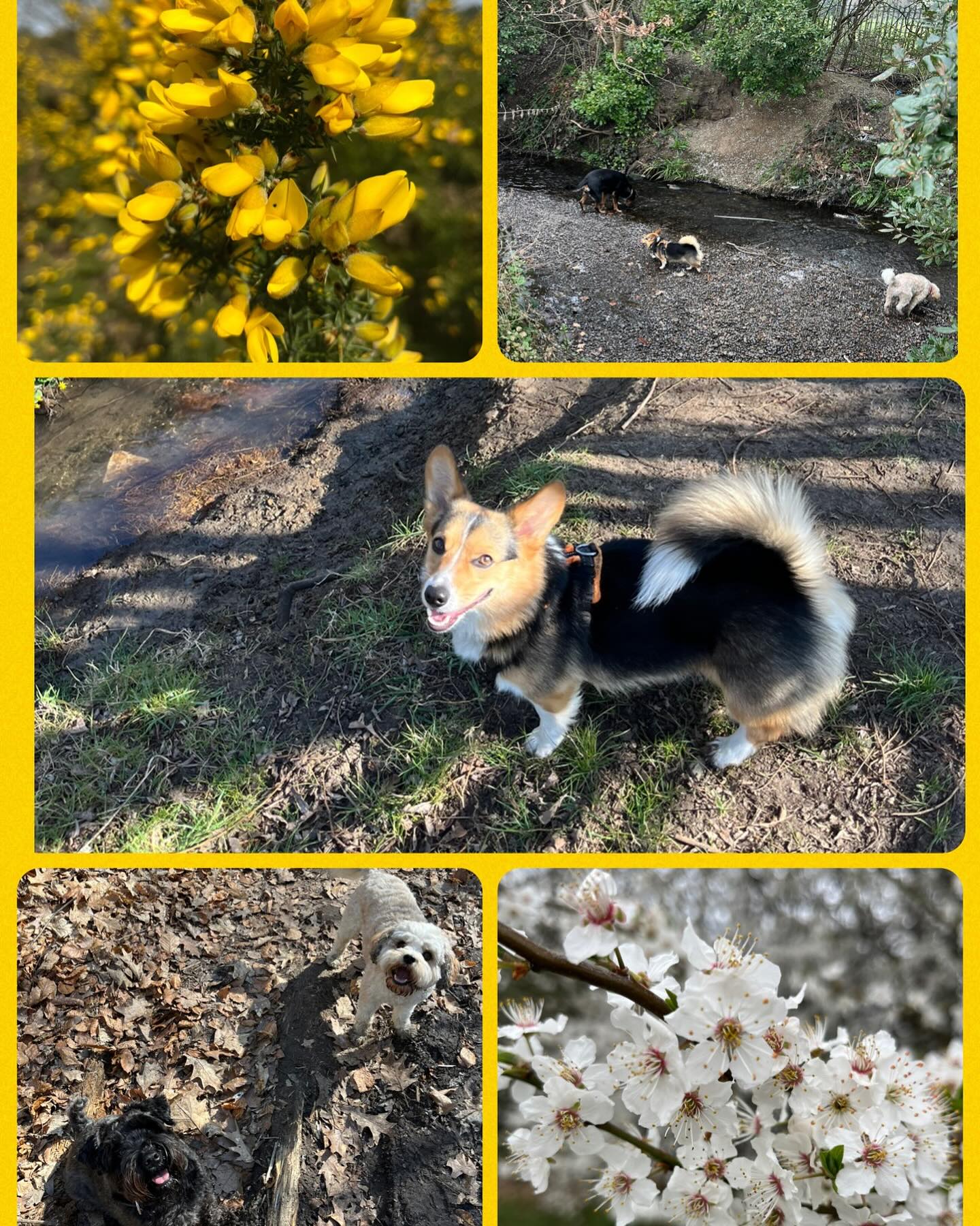 Spring is kinda here! #dogwalking #lewishamdogs #greenwichdogs #doggydaycare #petpackdogs #puppers #Dog #Dogs #Dogstagram #DogsOfInstagram #InstaDog #InstagramDogs #Pet #Petstagram #DogOfTheDay #DogLover #Dogs_of_Instagram #DogSitting #ILoveMyDog #LoveDogs #DogsAndPals #MyDog #DogsCorner #DogsOfIG #Doggy #DogsLife