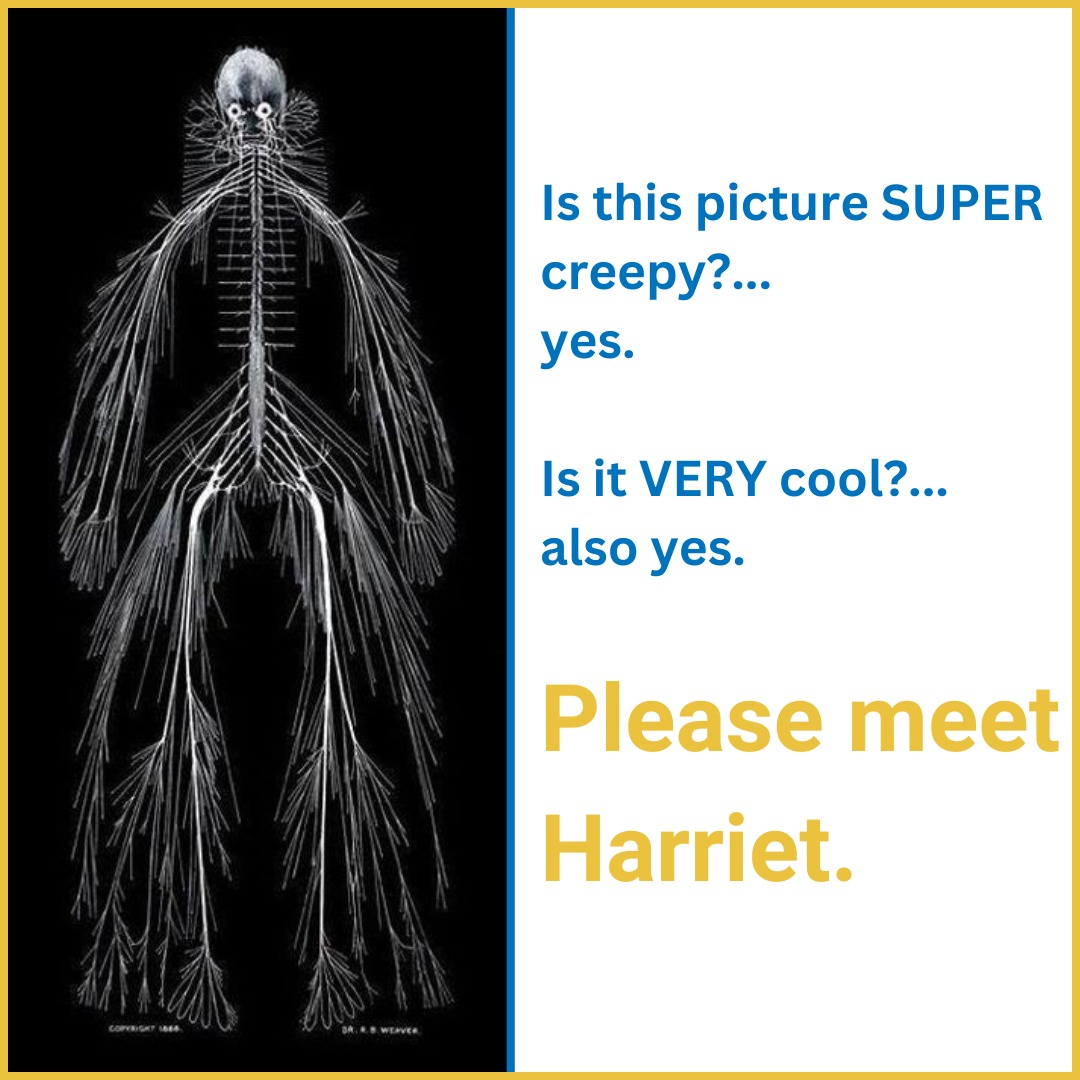 Harriet Cole, a Drexel University hospital cleaning lady passed from tuberculosis at the young age of 35. She donated her body to Dr. Rufus Weaver.
In 1888, Dr. Weaver (and Harriet) began work on what would be a medical first: the removal of an entire nervous system.
This painstaking process took around 5-6 months and Harriet became famous across the world.
Since 1888, Weaver’s work has been replicated three times and his remarkable achievement continues to be referenced in medical journals.
Harriet spent many years traveling to different laboratories and classrooms across the country before finally returning home to Drexel University in the 1960's.
Although she is no longer used in the classroom, she still greets students at the entrance to the College of Medicine to this day.
#coolhuh #science #yourgettingonmynerves #getit #werehilarious