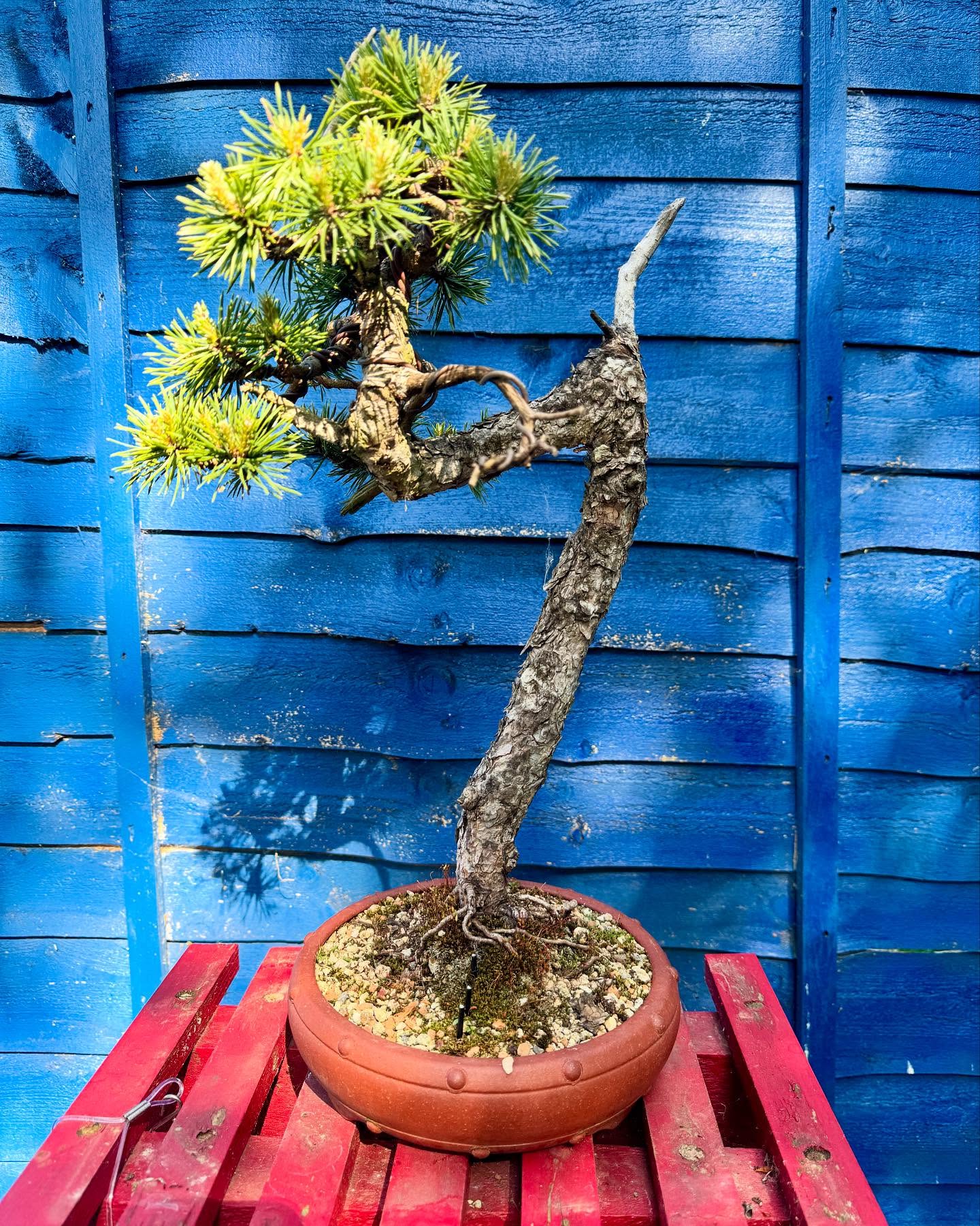 Our next meeting is this Wednesday. New members are always welcome and your first meeting is free.
If you have a tree that you need advice on or want to find out more then please come along and say hello.
@southstaffsbonsai #scotspine #scotspinebonsai