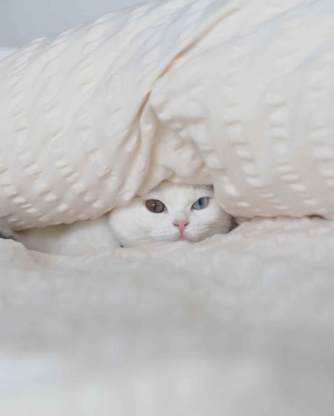 Officially approved by the coziest critic. ✅🐱
Our TerraCotton Blanket isn’t just soft — it’s purr-fection.
Made with an organic cotton blend that’s gentle on skin (and fur), it’s the go-to spot for naps, cuddles, and all things comfort.
Wrap yourself in what your cat already knows is the best. 🧺💤
#TerraCotton #VeranovaHome #CatApproved #CozyVibes #HomeComforts #SnuggleSeason #SustainableSoftness #veranovahomeny #beranovahome