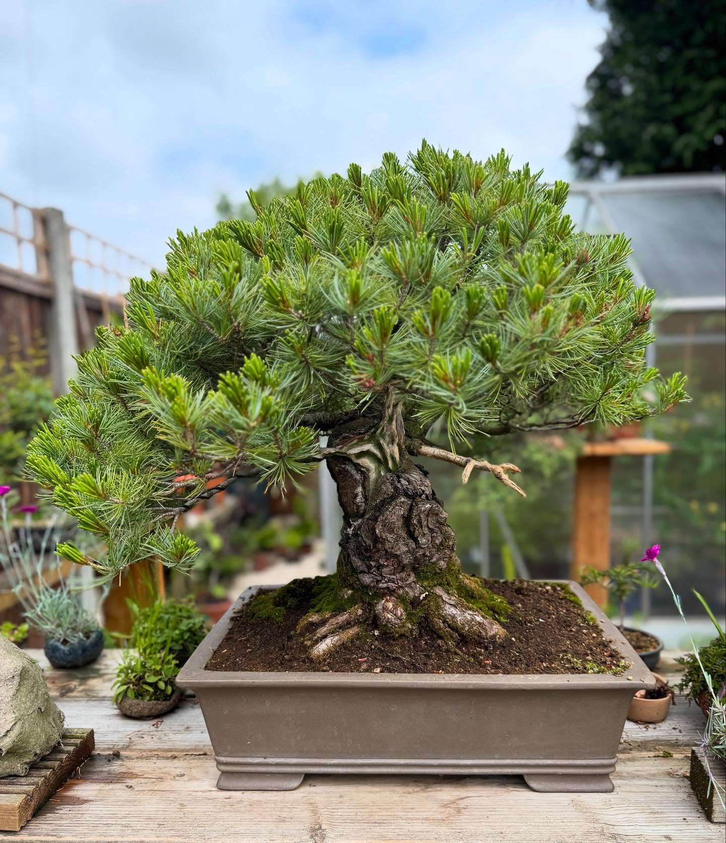 Japanese White Pine. @southstaffsbonsai #bonsai #japanesewhitepine #whitepinebonsai #bonsaitree #garden