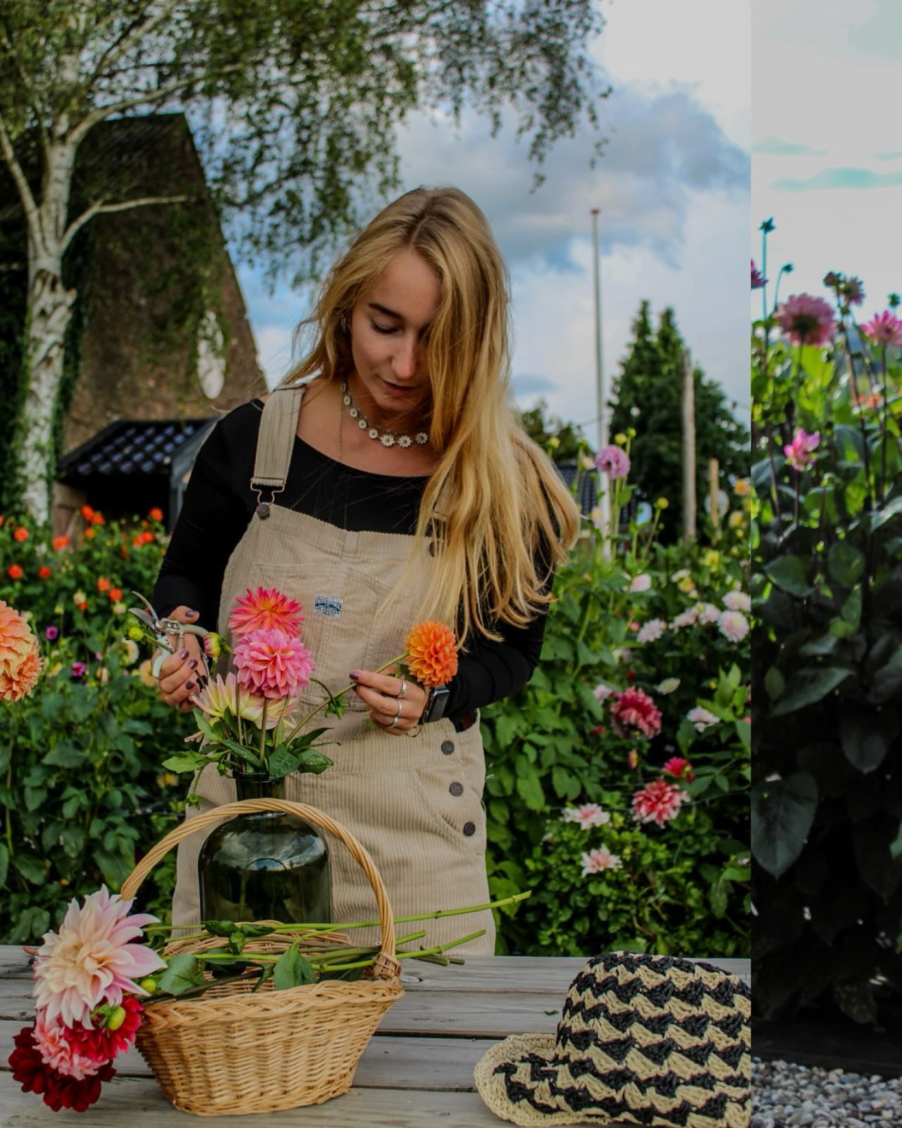 Part 3 - Vera ๐บ
Wat was het leuk om ieder model op haar eigen wijze vast te leggen & daarnaast ook de tuin in volle bloei te fotograferen!
@dahliapluktuin.opdegrenshof