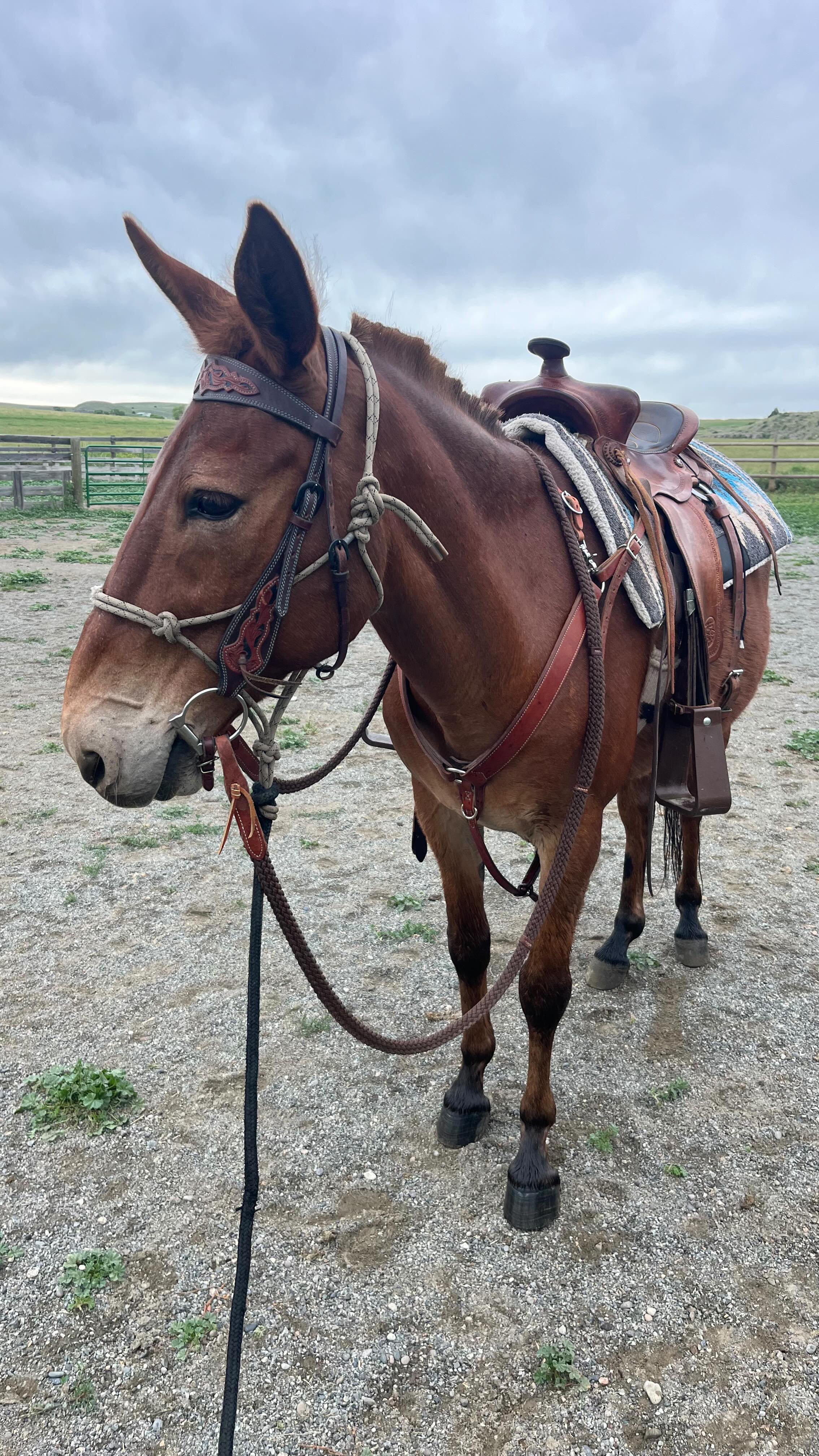 A weekend of purposeful intention, powerful reflection, and deep connection. At the Women’s Resilient Leadership Retreat, we explored somatic-based practices, learned in community with other brilliant women, and experienced the profound wisdom of working with horses in the round pen and on the trail.
From the morning birdsongs to the afternoon thunderstorms, and glorious sunsets, we will treasure every moment of learning and growing together @thiswidesky.
#wellbeingforeverybody
#montanaretreats #womensleadership #humanbeingbasics #wholepersonhealth
